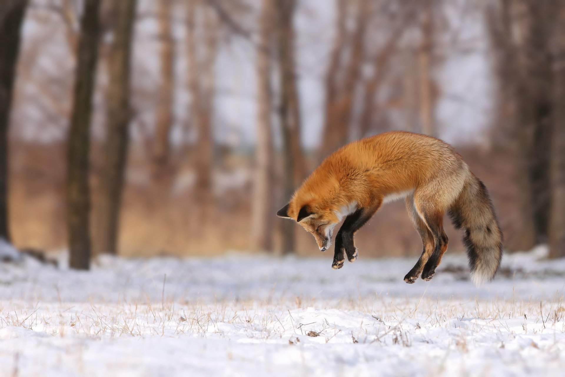 renard saut chasse neige hiver clairière forêt arbres