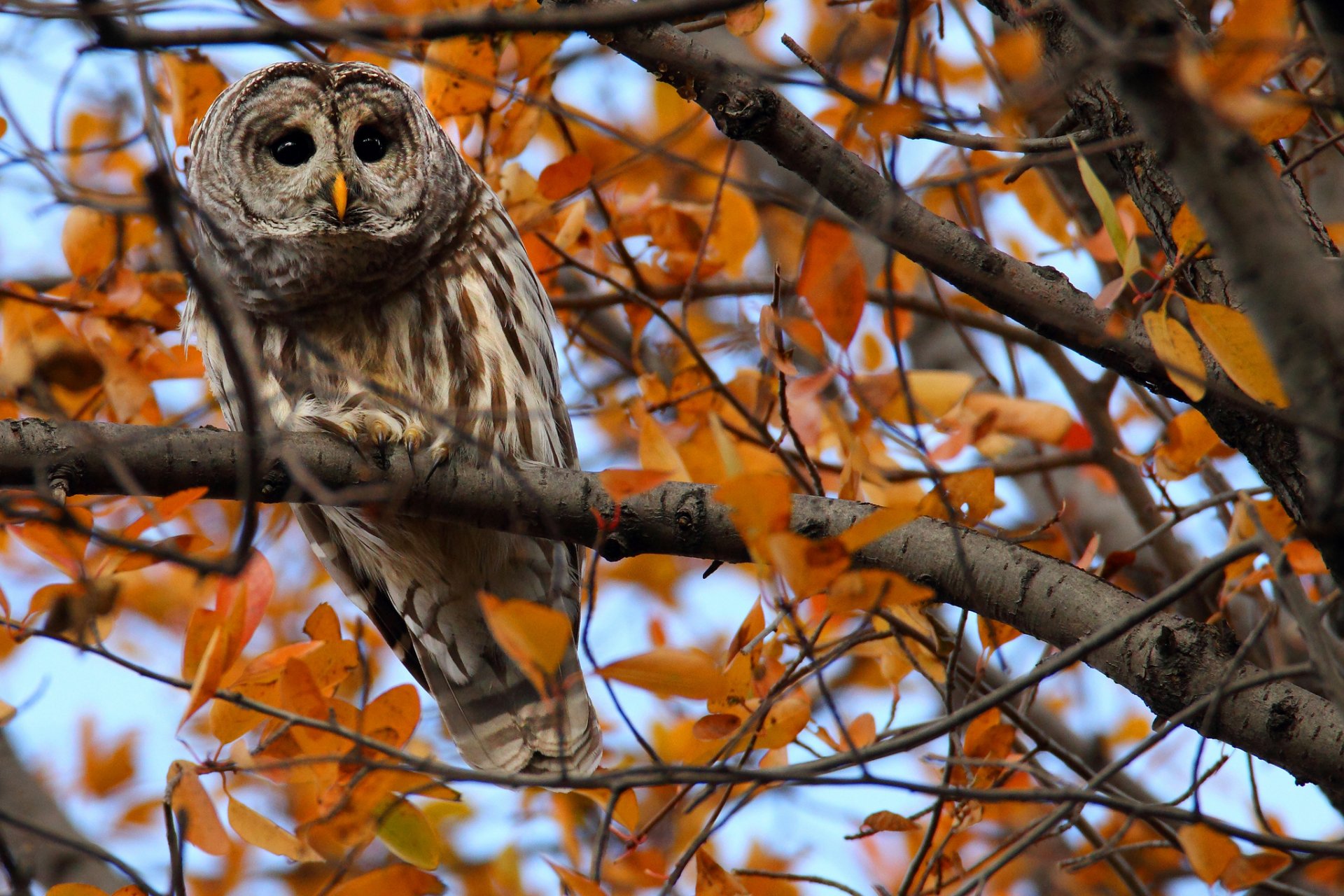 arbre branches feuilles automne hibou regard