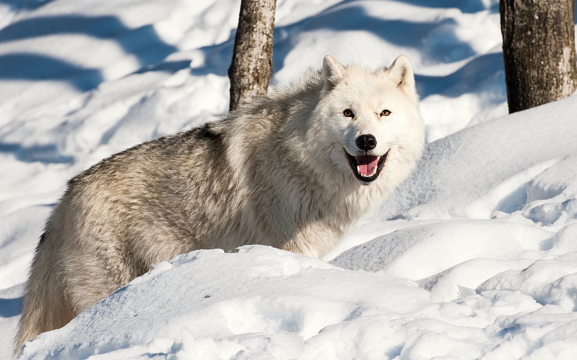 lupo inverno neve