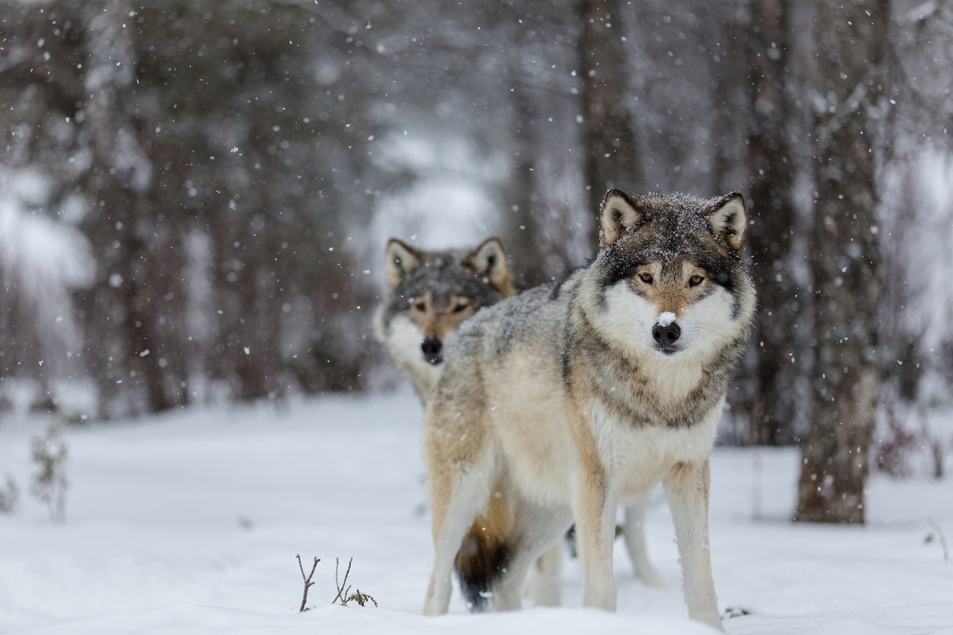 wolves eyes snow trees bokeh