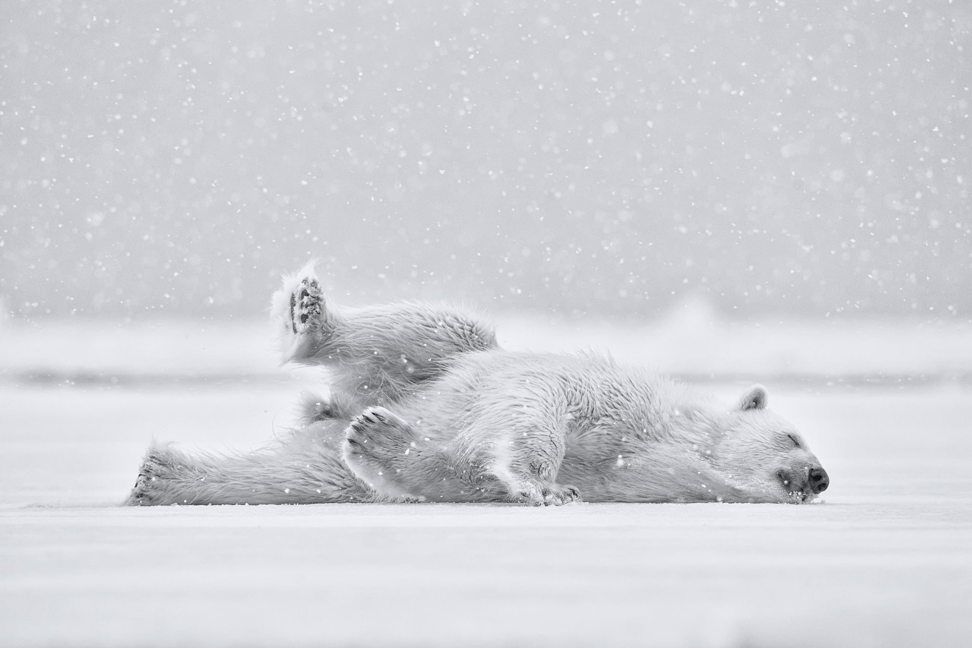 orso polare orso neve