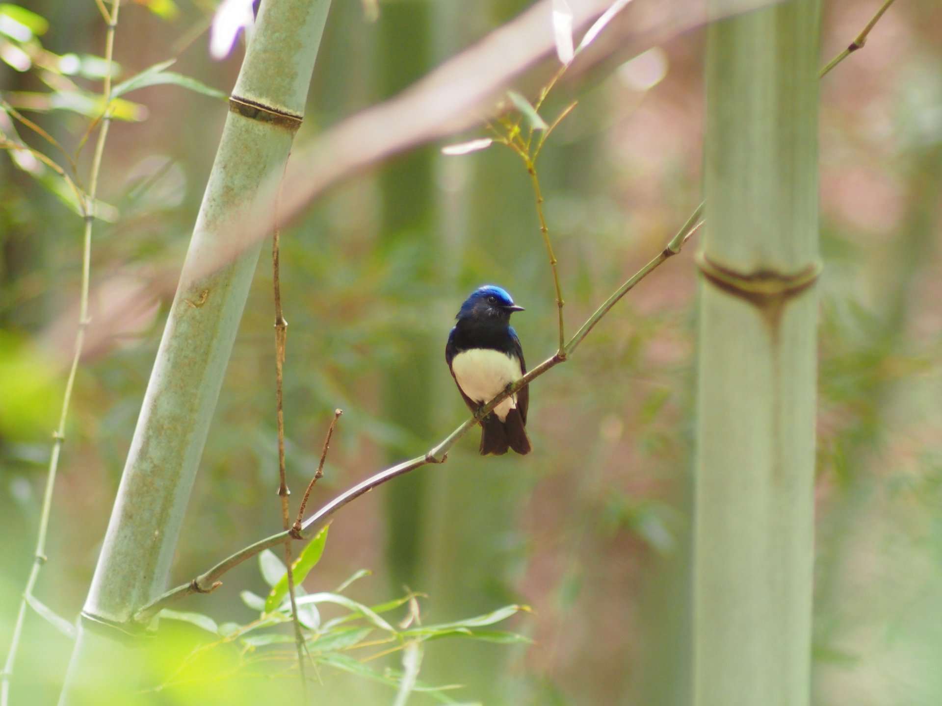 bambou branche oiseau moucherolle