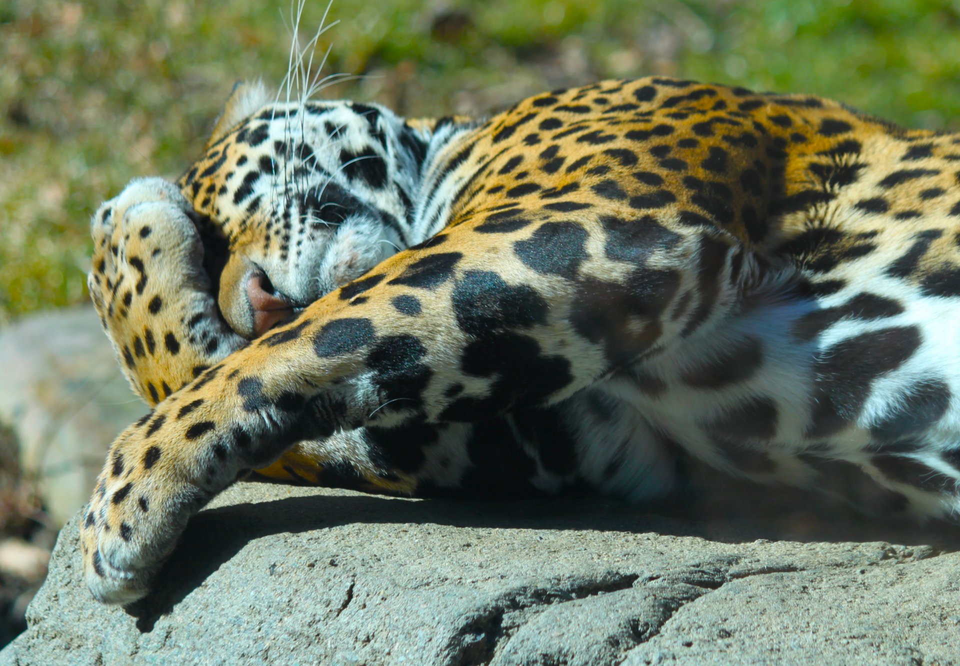 animal .prédateur jaguar couché pattes museau. nature soleil