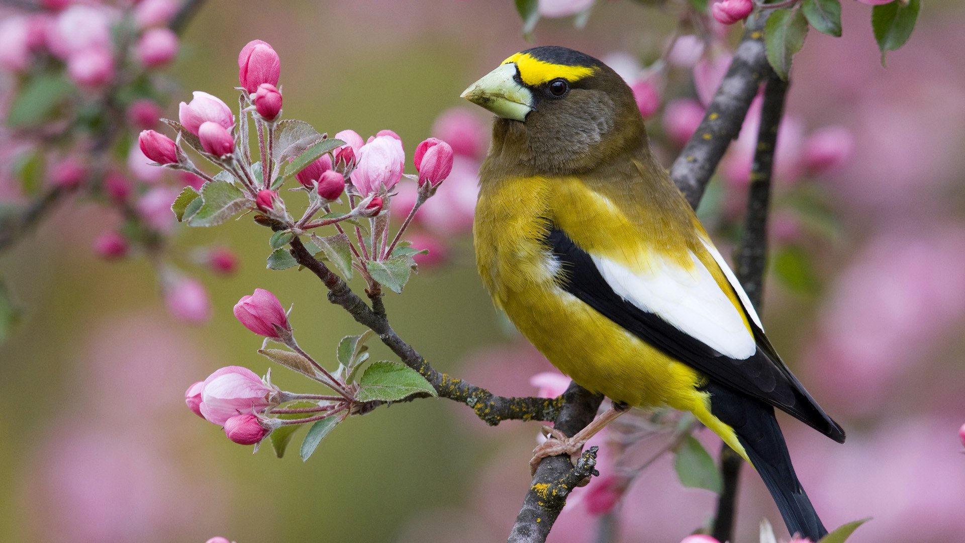 ptak dziób gałąź kwiaty wiosna natura