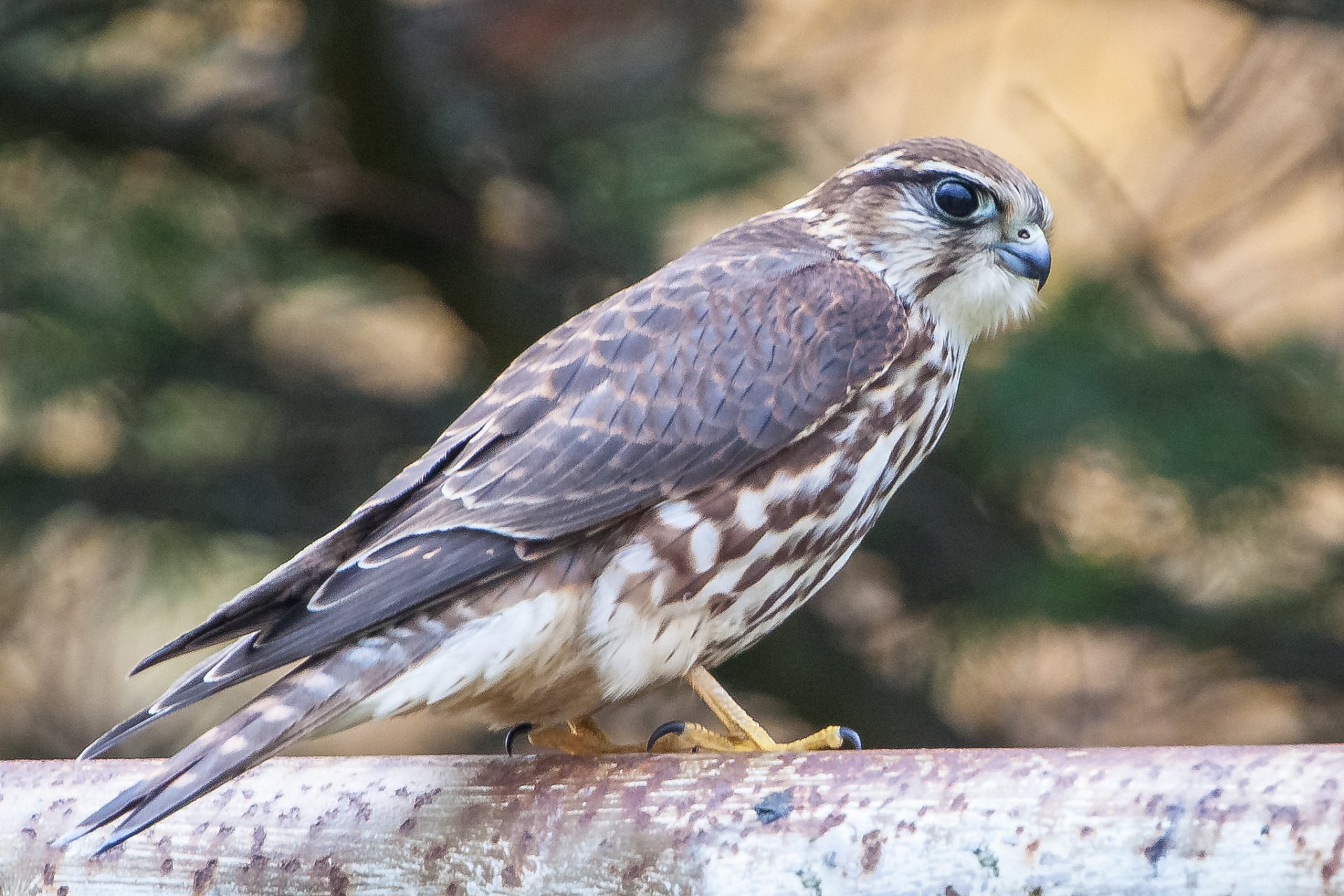 falcon poultry predator section view