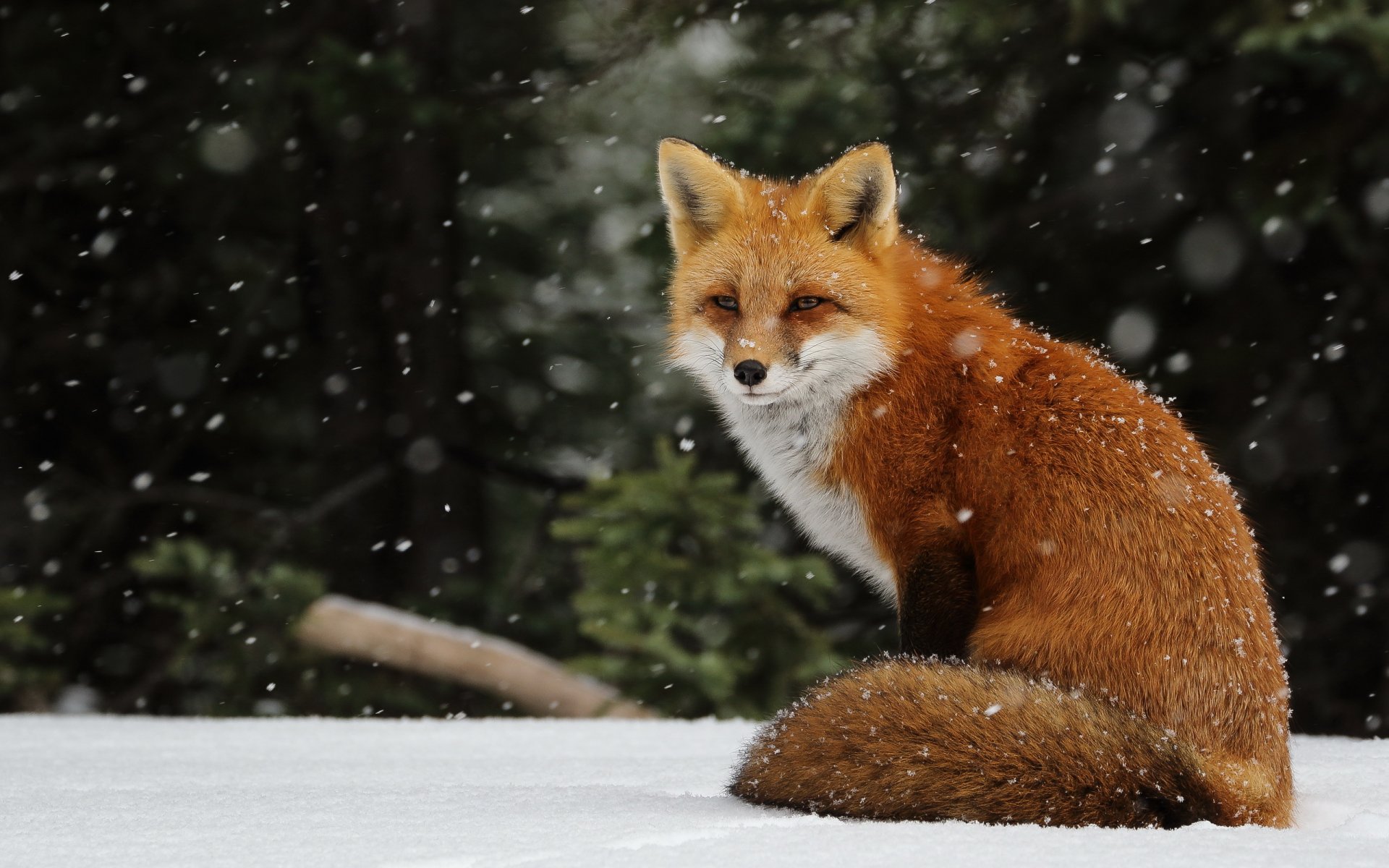 winter snow snowfall snowflakes fox fox red