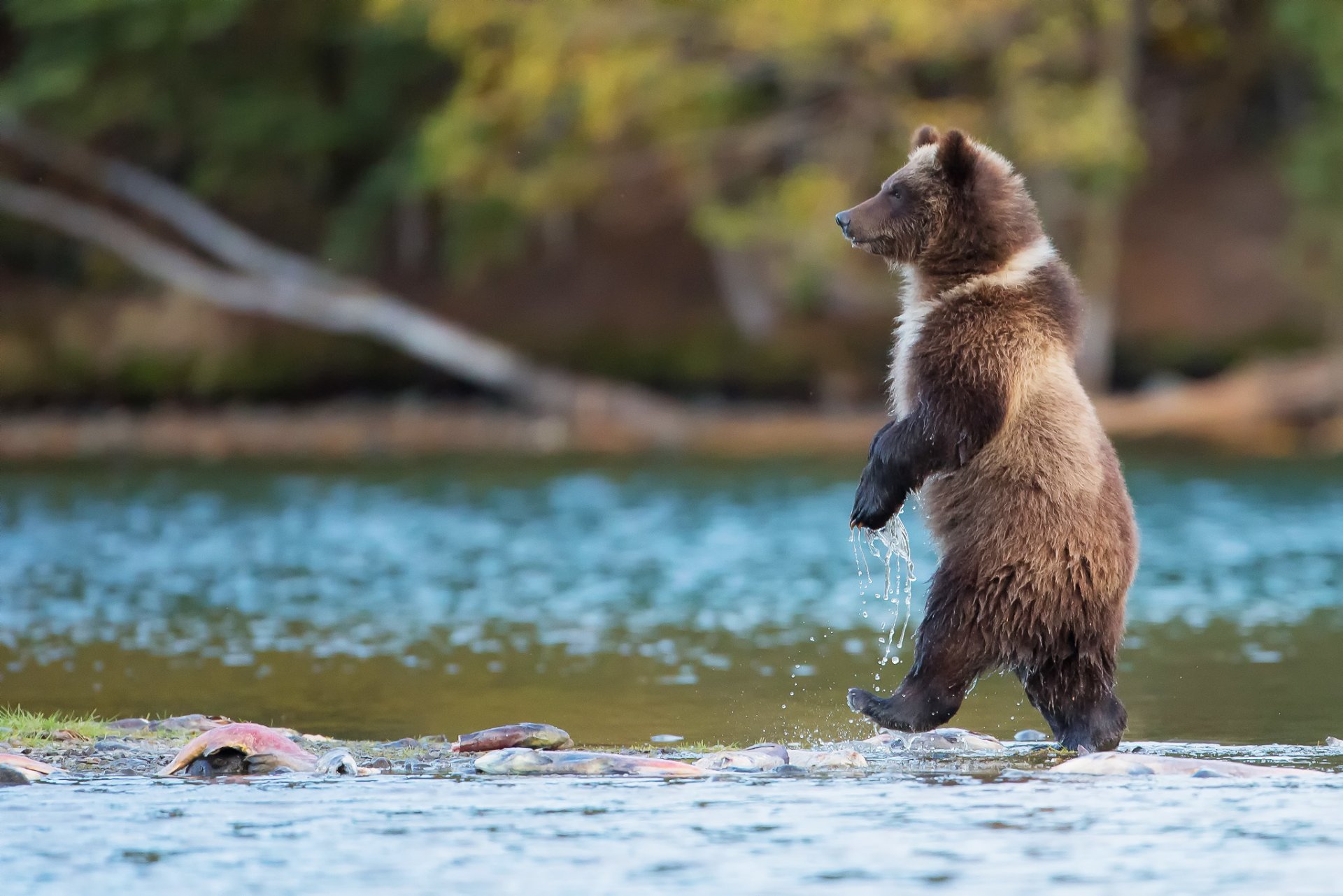 oso grizzly depredador va canadá río agua peces naturaleza