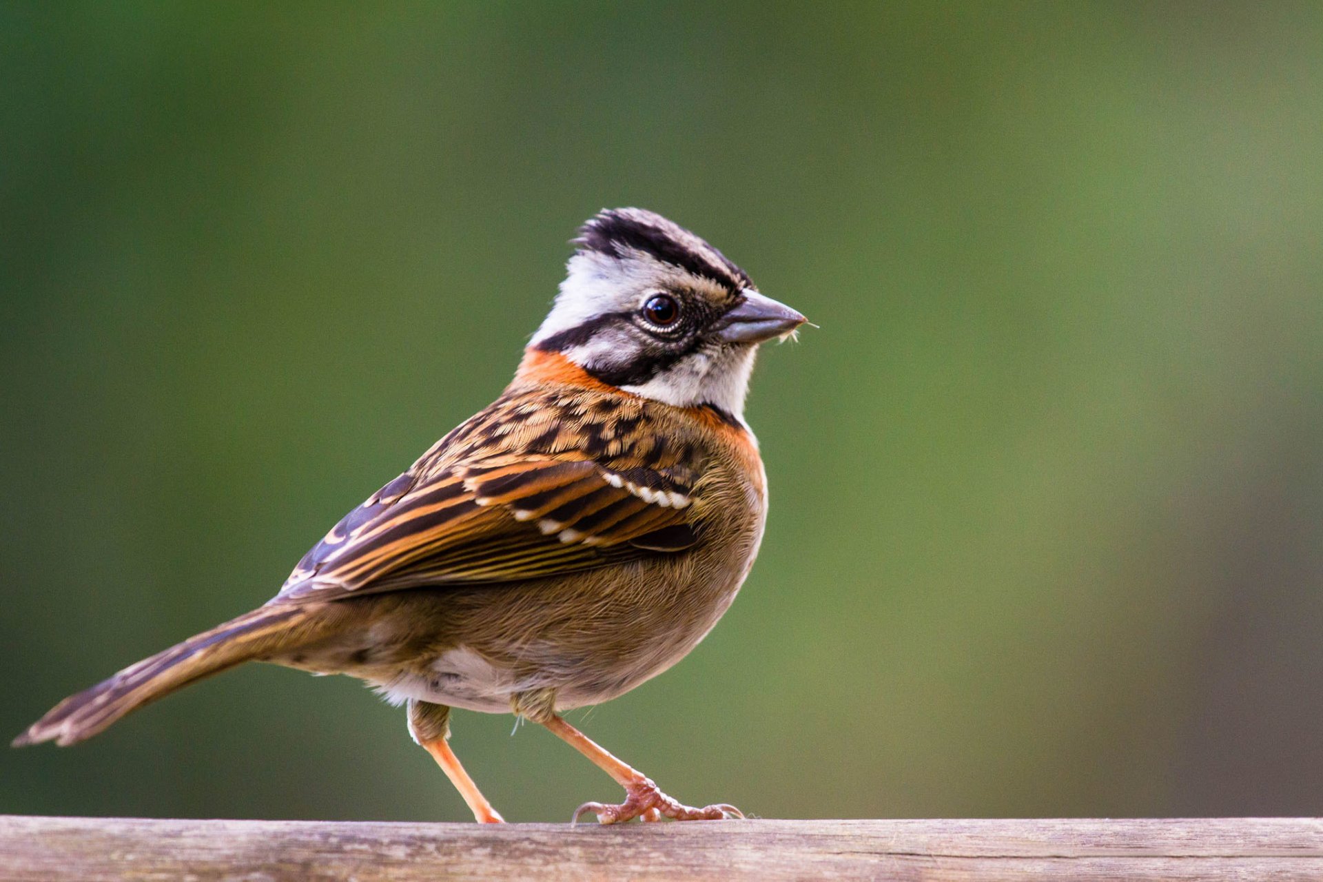 oiseau moineau fond