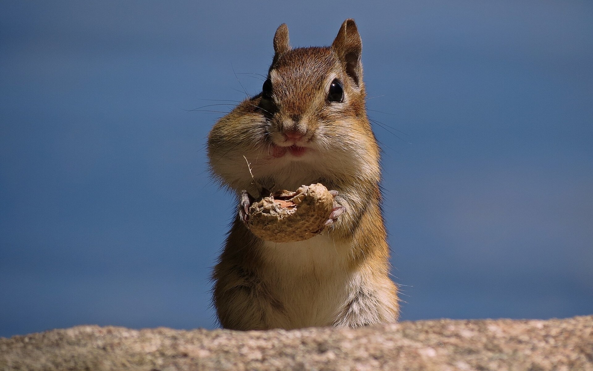 chipmunk nuss erdnüsse