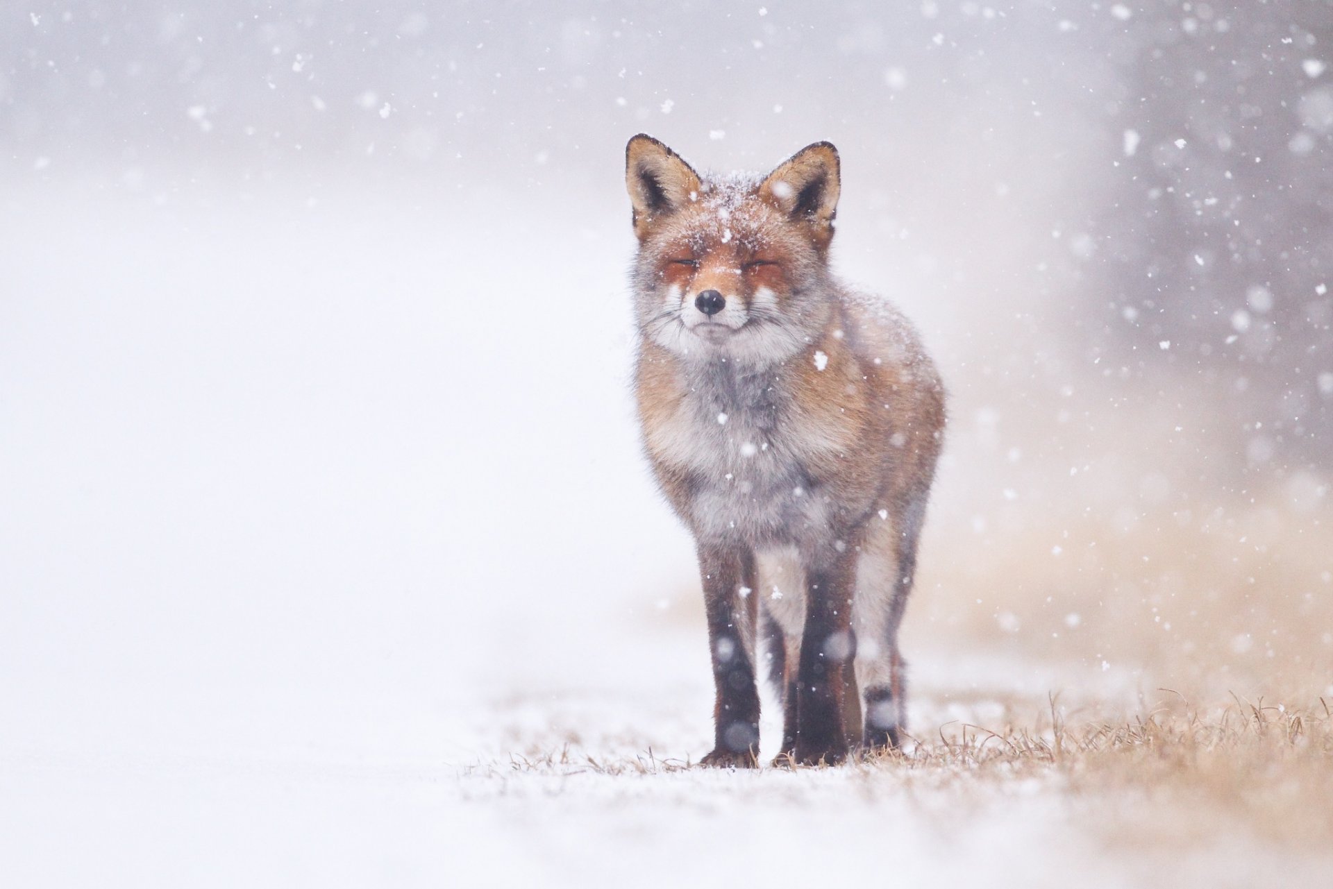 renard grimace neige