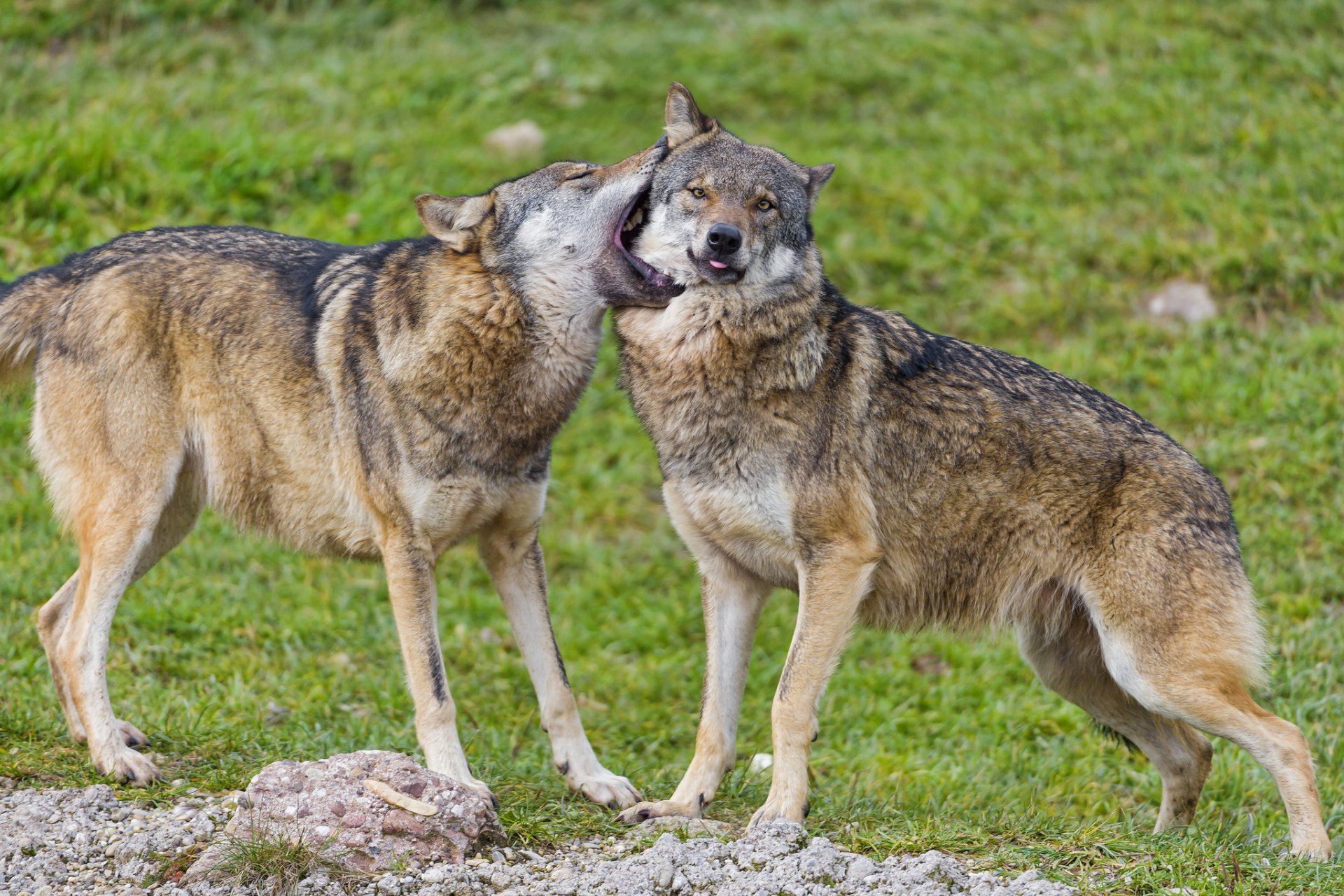 lupi predatore gioco coppia