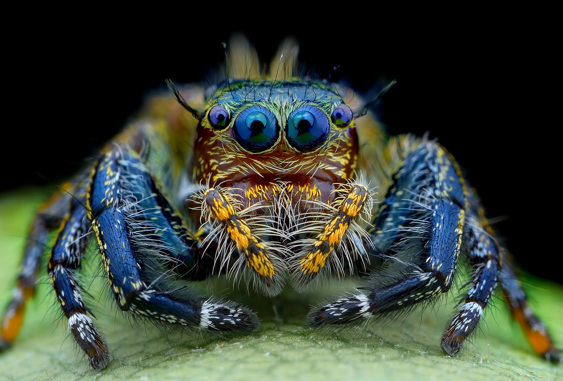 spinne jumper zottelig augen schauen