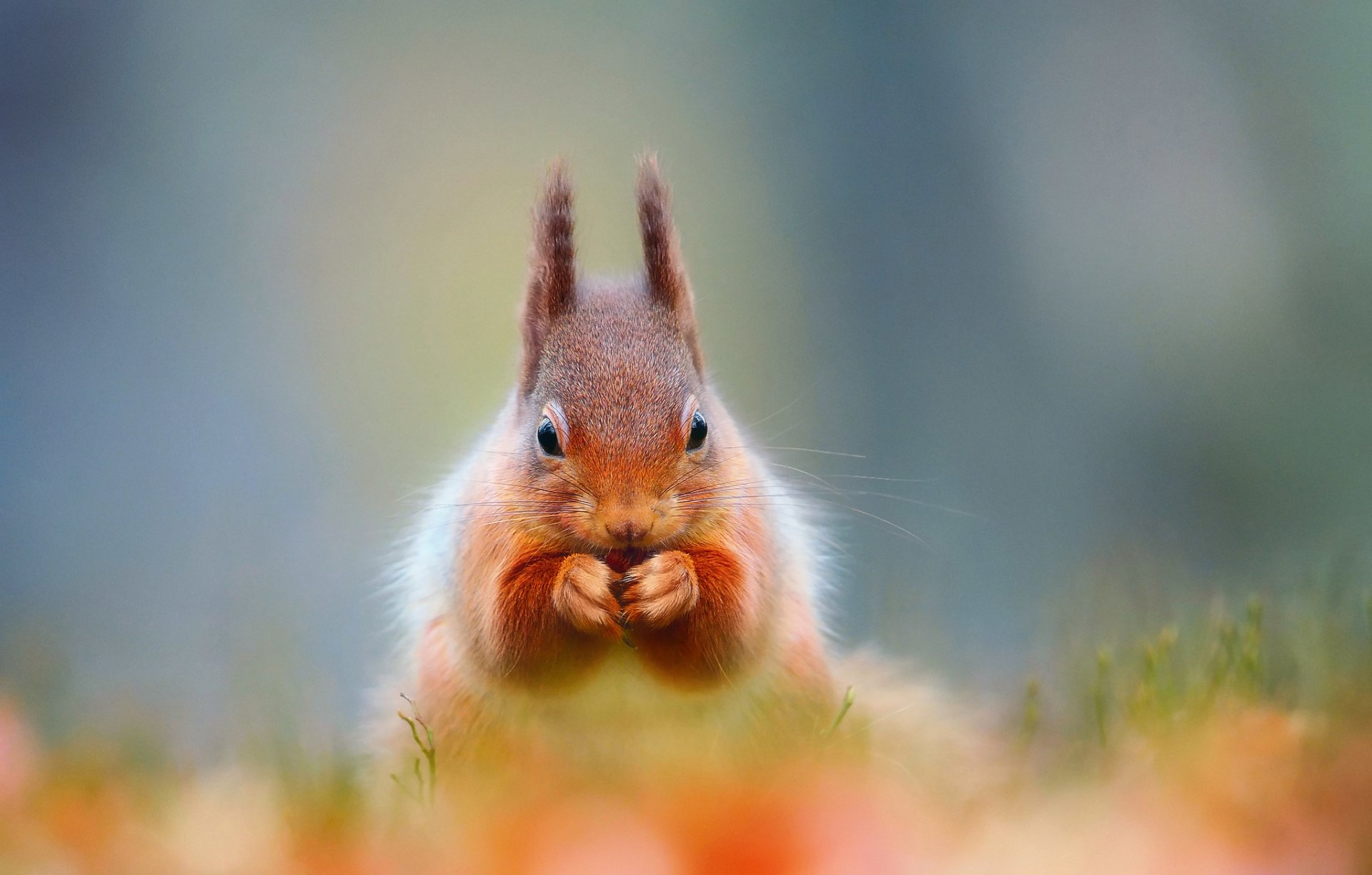 eichhörnchen pfoten hintergrund rosmarin