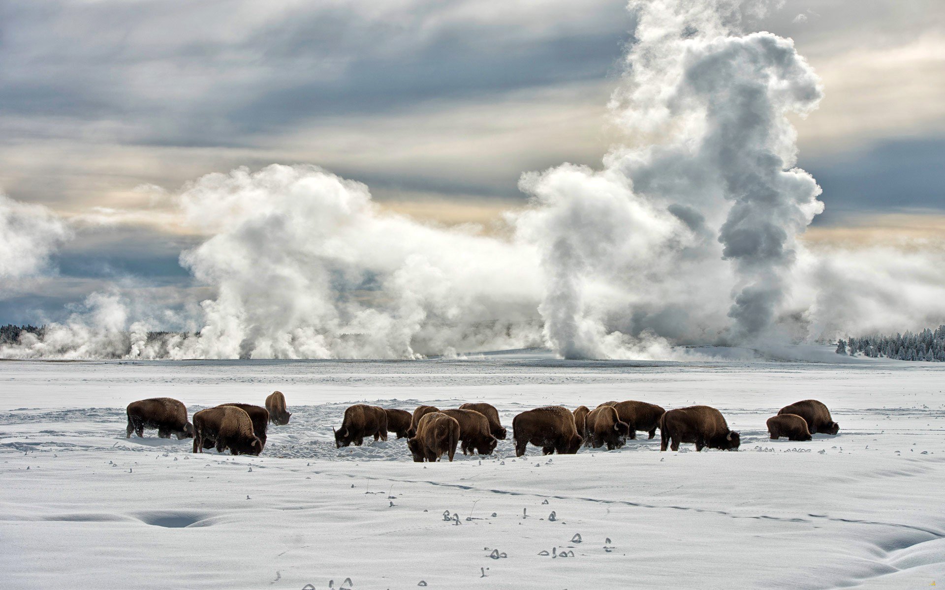 invierno nieve llanura campo horizonte cielo nubes escarcha bisonte bisonte