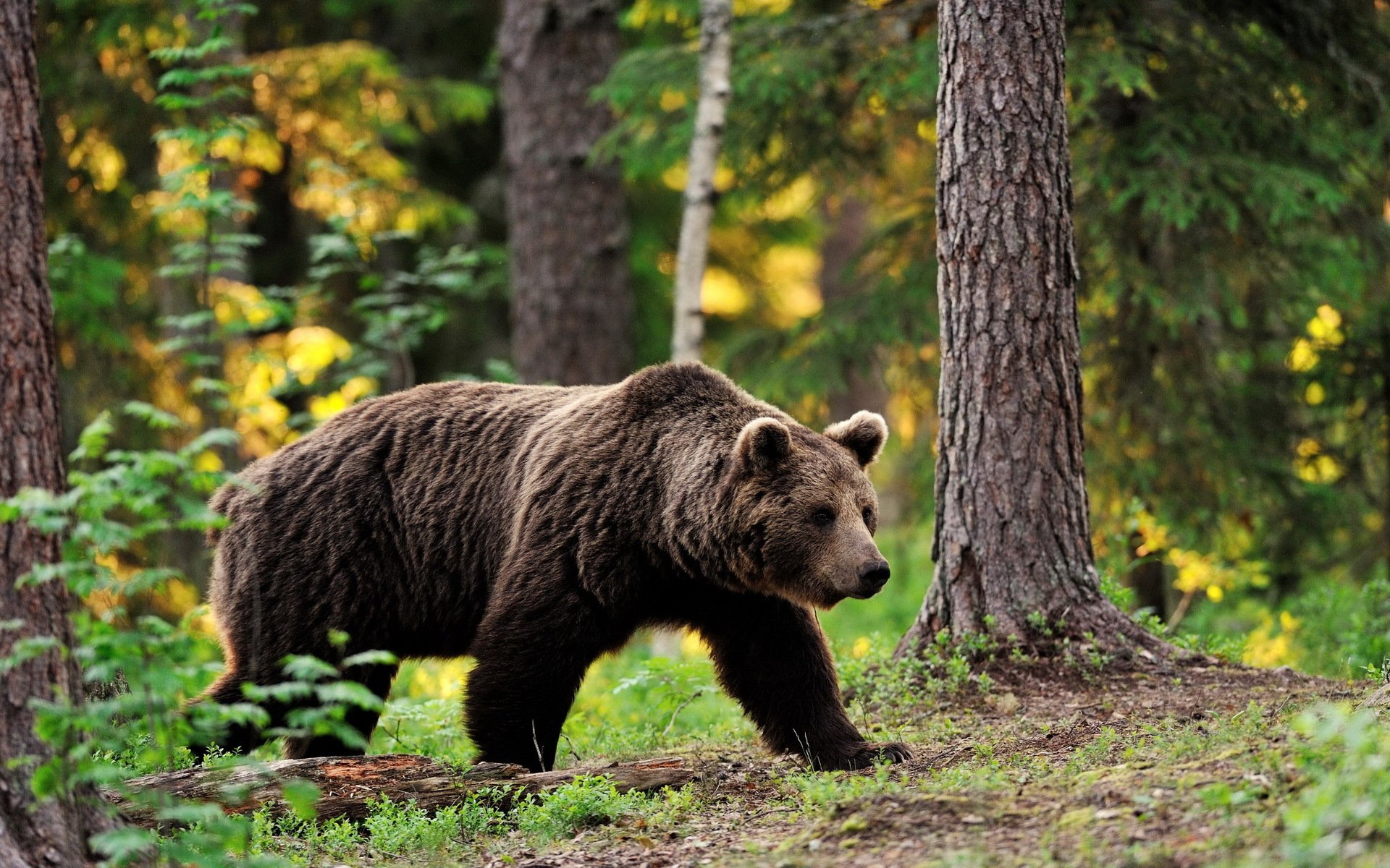 animales oso pardo pisada paso paseo bosque árboles follaje desenfoque