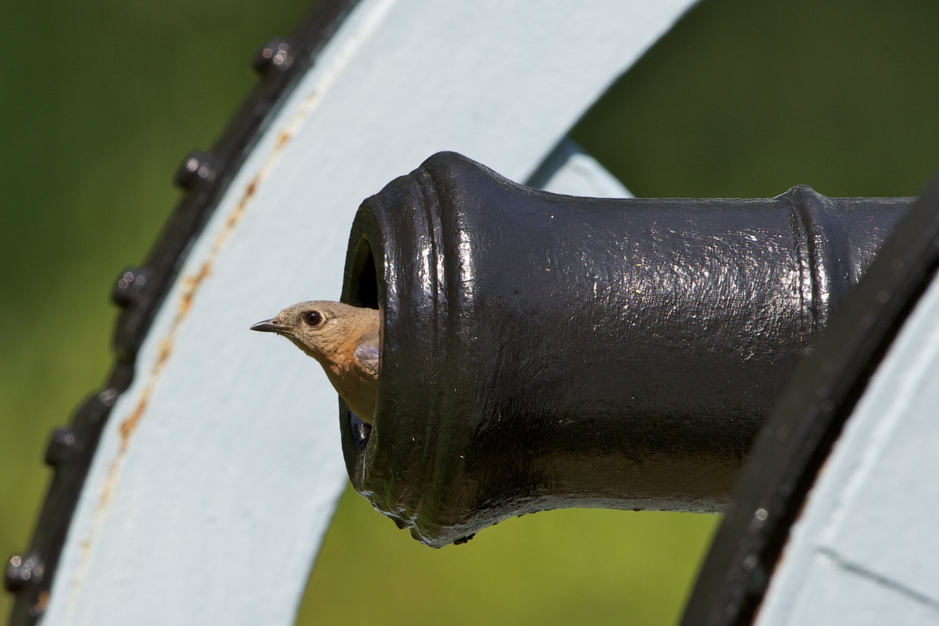 oiseau canon museau arme à feu