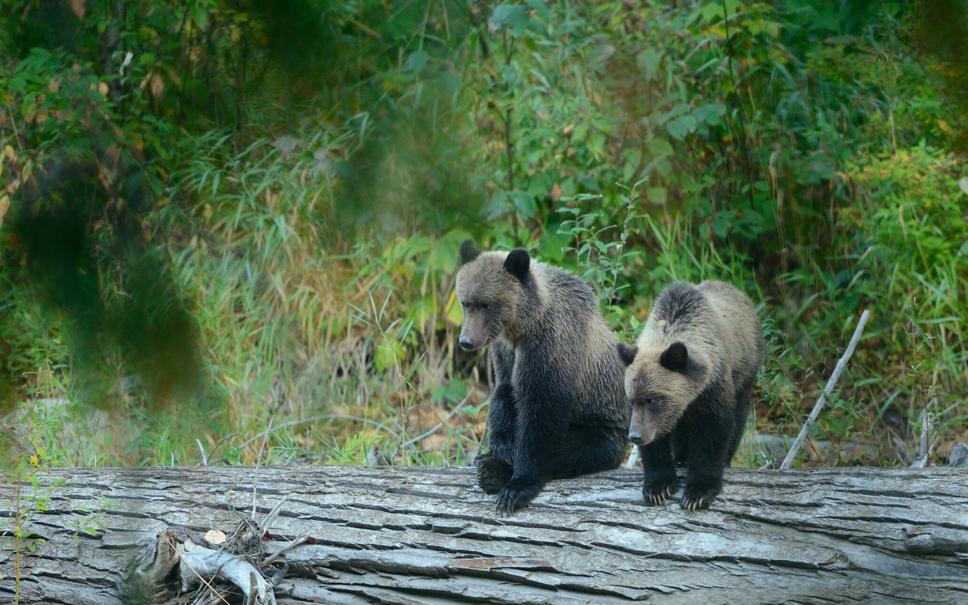 grizzly bears cubs bears log forest