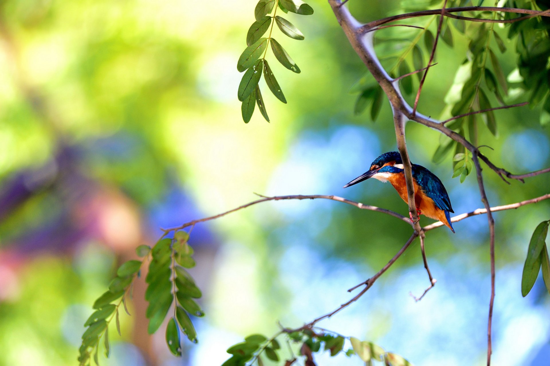 árbol ramas pájaro martín pescador verano