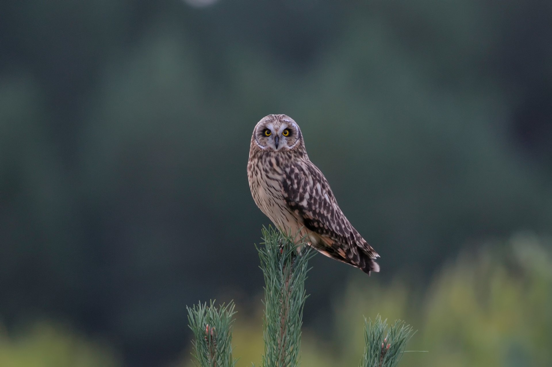 owl branch pine