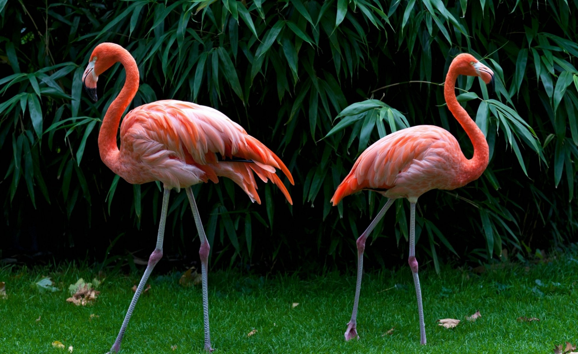 poultry flamingos feathers grass leaves nature