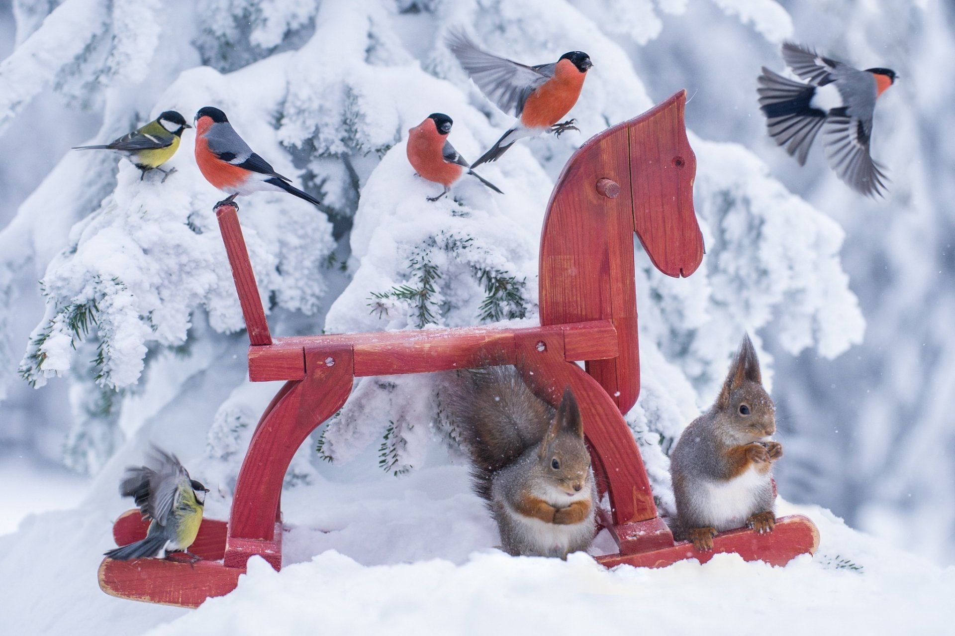 amy squirrel birds tits situation forest nature toy horse horse jørn allan pedersen animals bullfinch cold norway snow hd