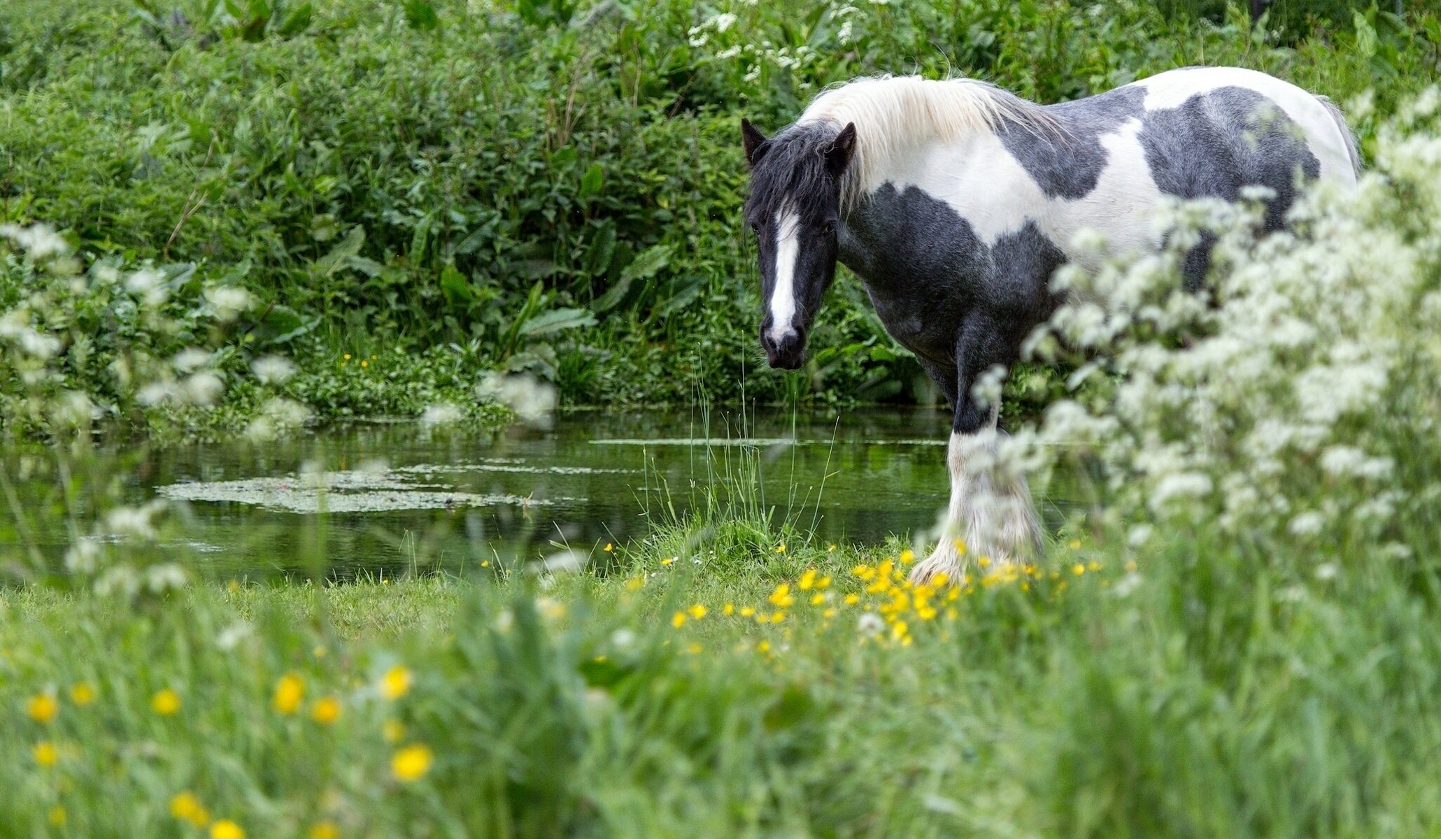 caballo agua hierba