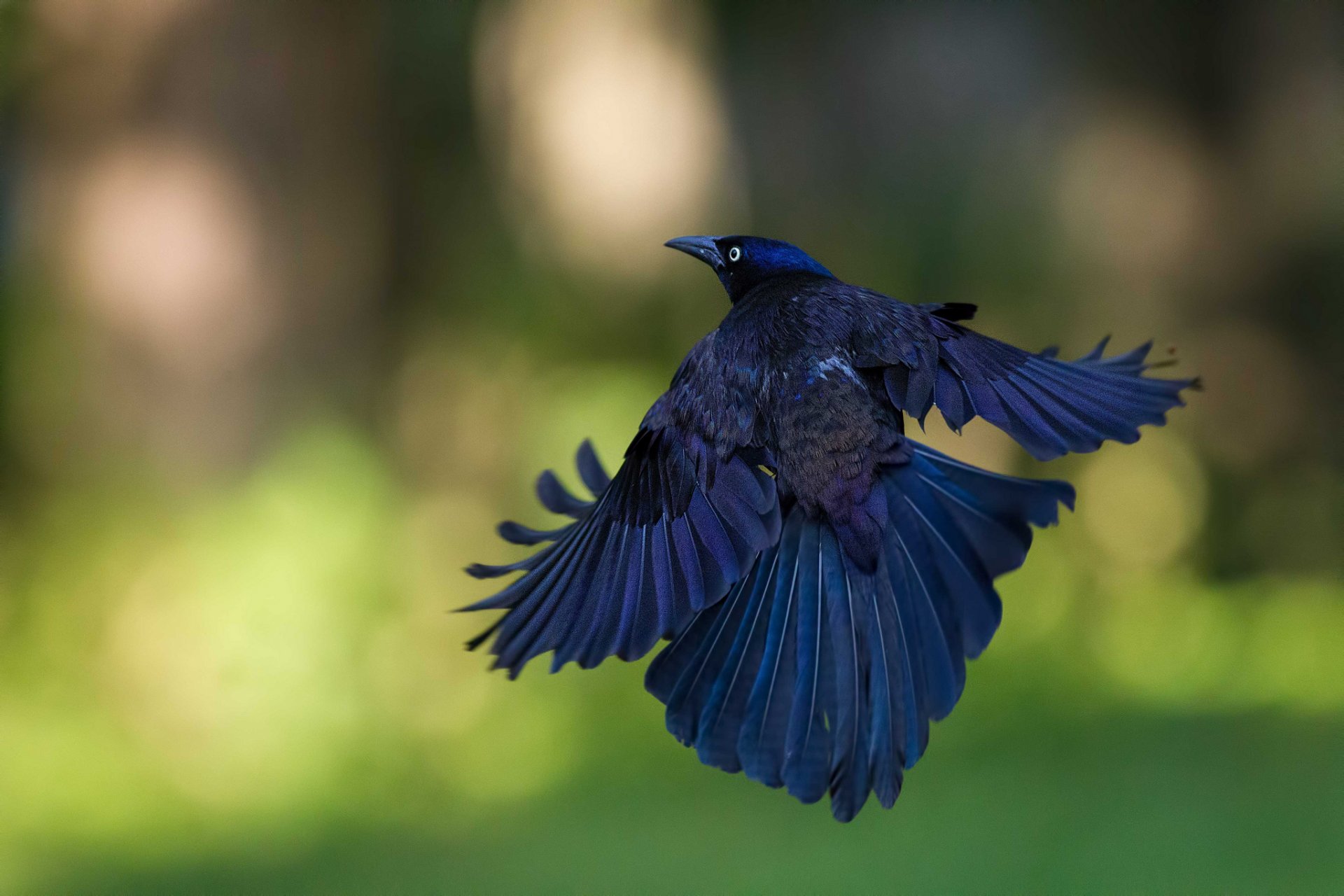 uccello volo sfondo abbagliamento