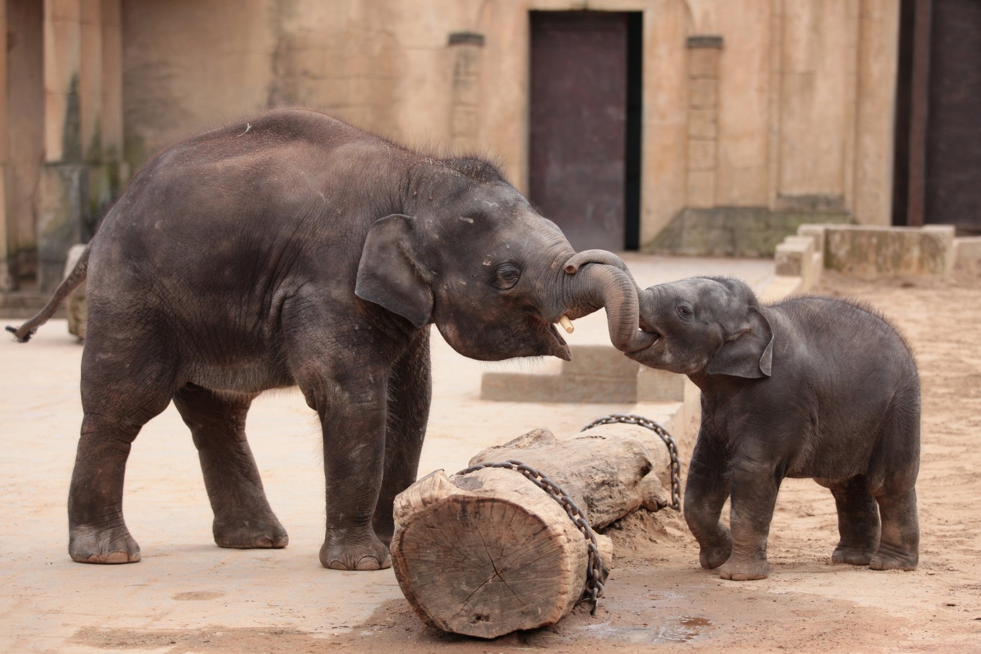 elephants meeting happine