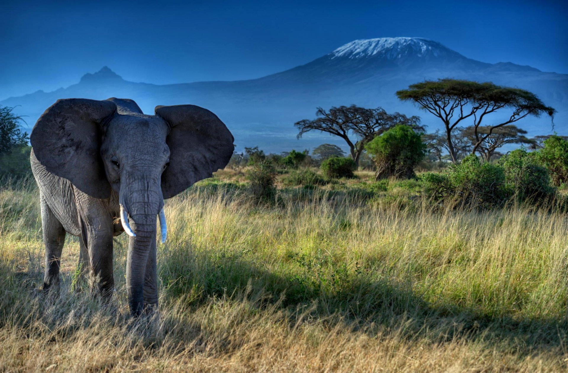 elefant tier ohren stoßzähne stamm afrika natur gras bäume