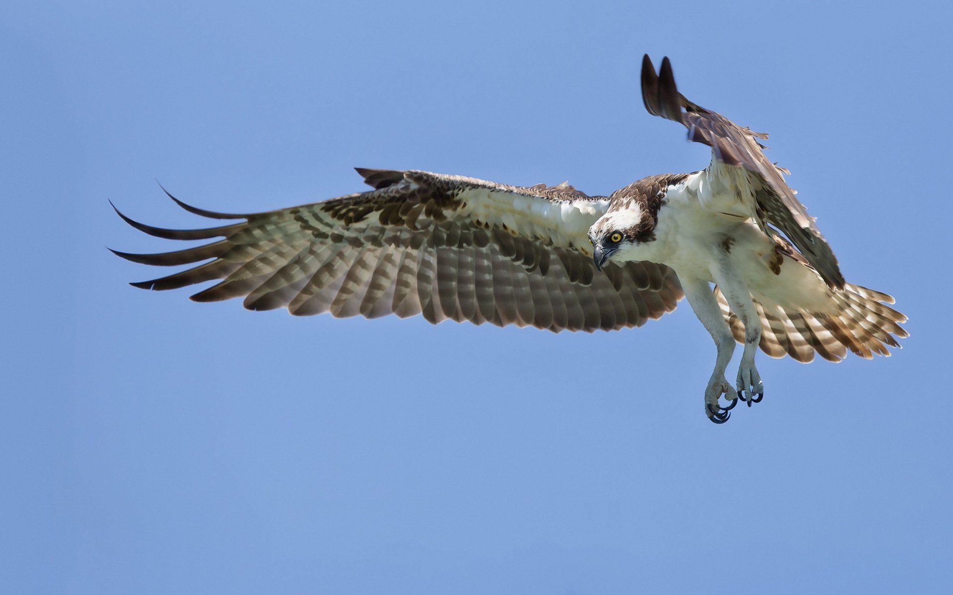 oiseau ciel