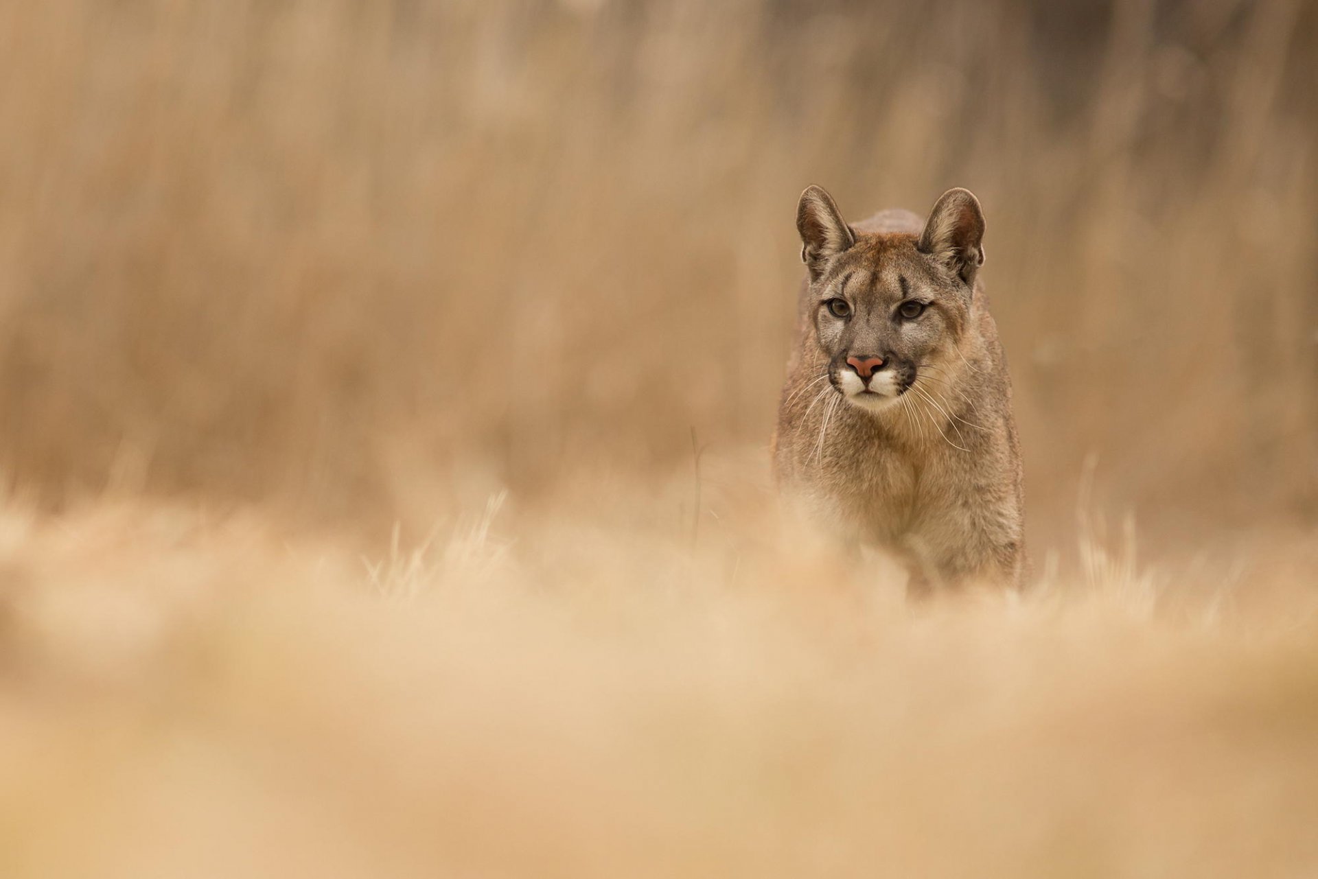 puma tier raubtier natur gras