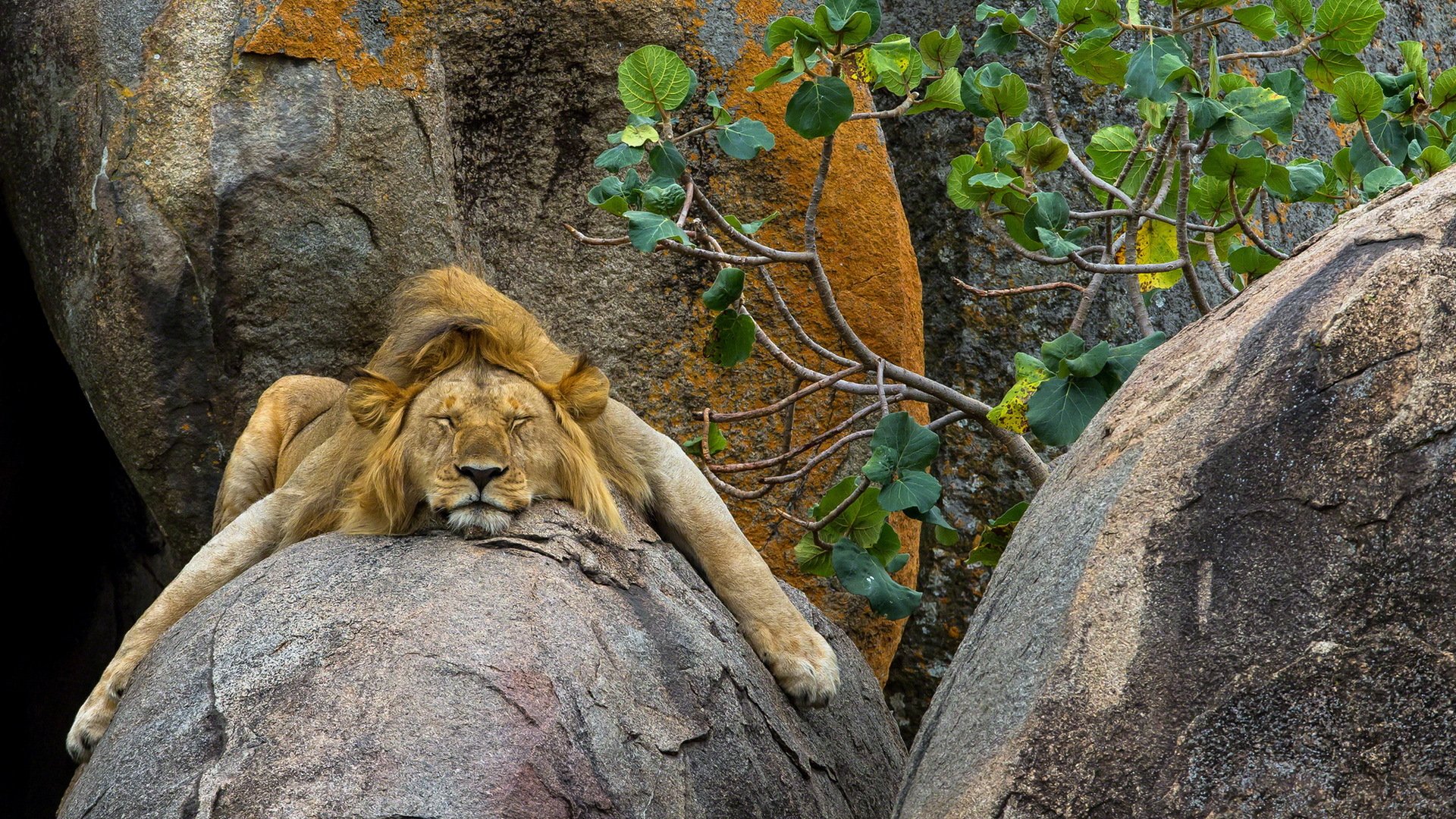 león naturaleza fondo