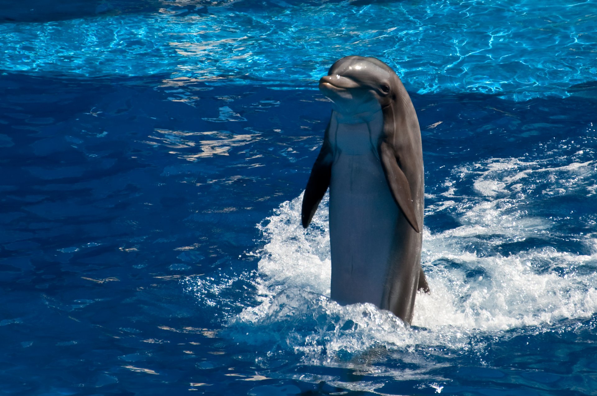 delfino acqua sorriso