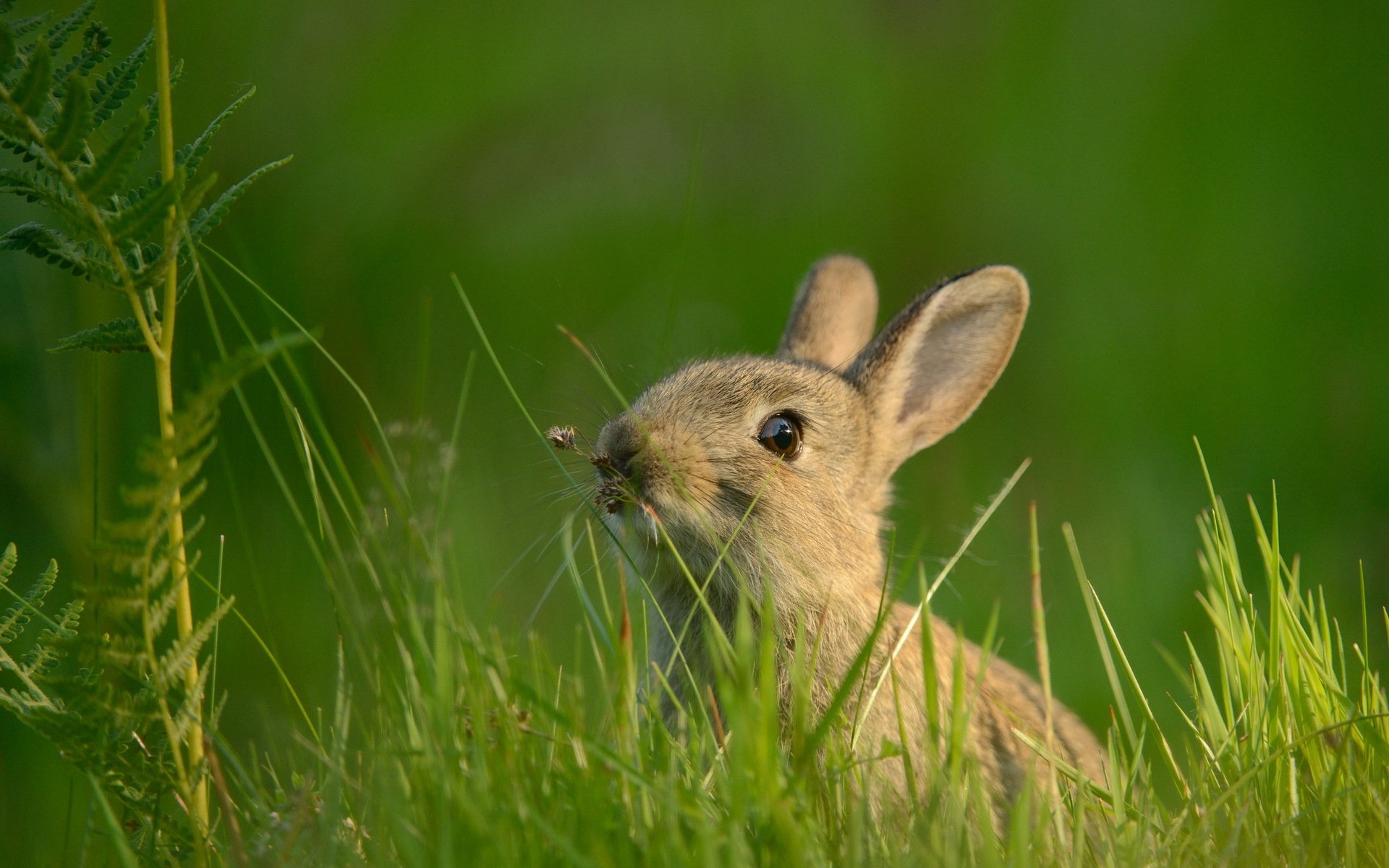 hare nature summer