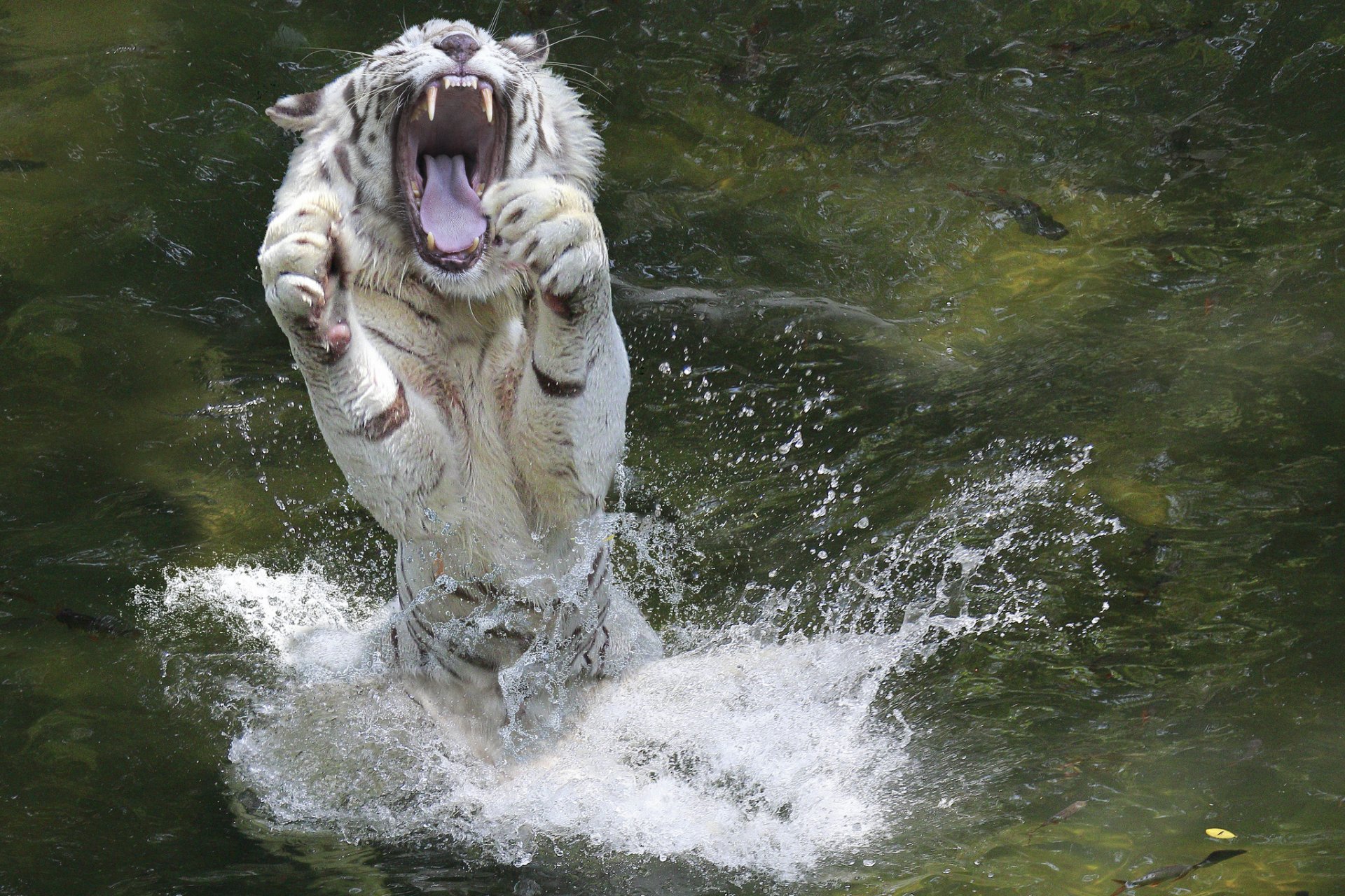 animal tigre blanc bouche pattes eau éclaboussures