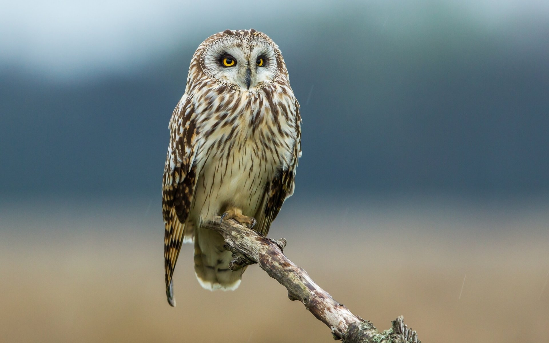 hort-eared owl poultry female