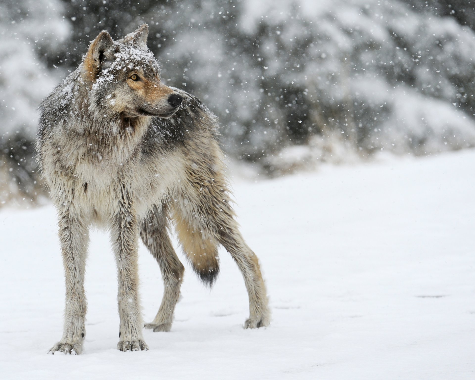 lobo gris depredador nieve mirando