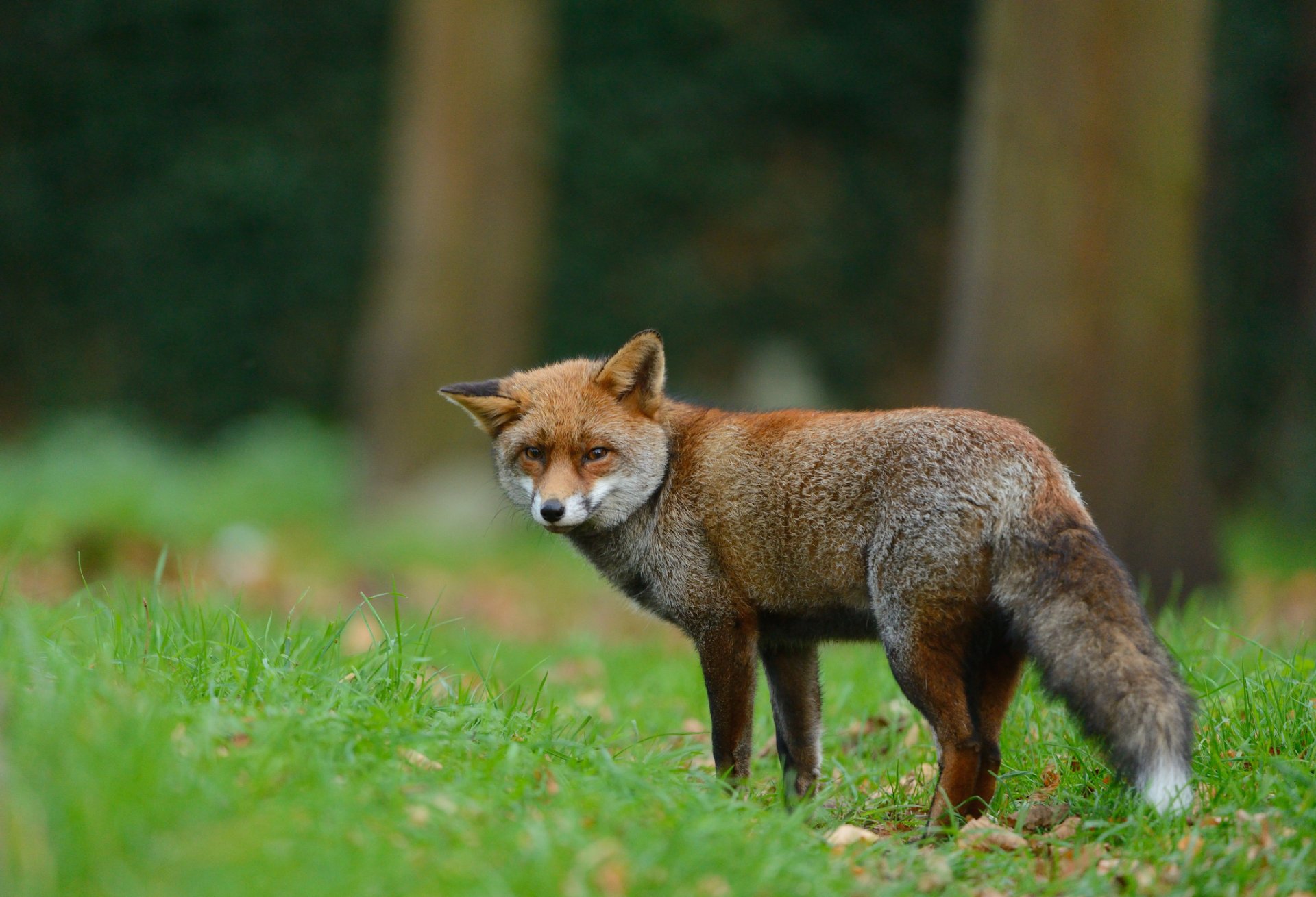 lis zwierzę widok las trawa natura