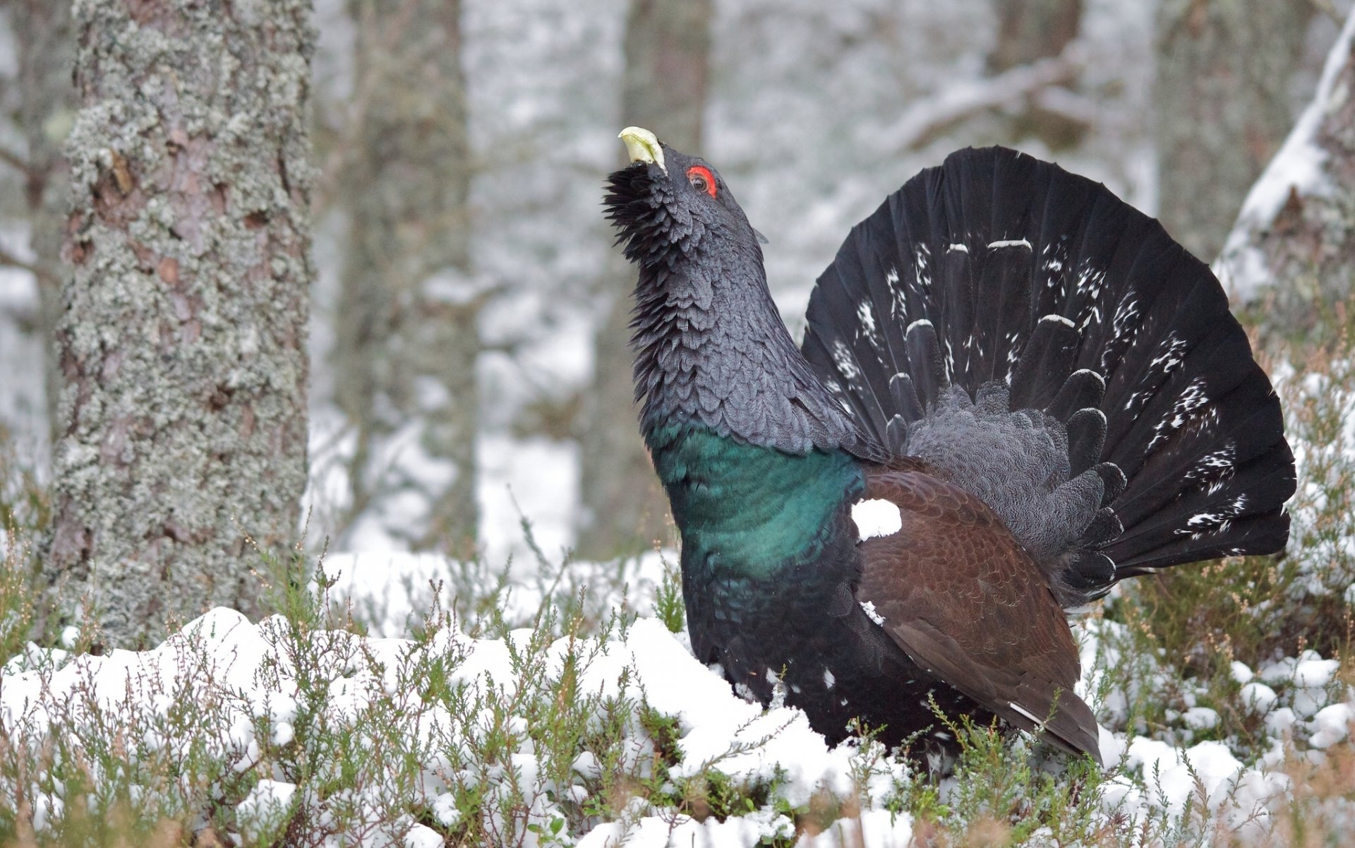 tétras des neiges oiseau hiver neige forêt