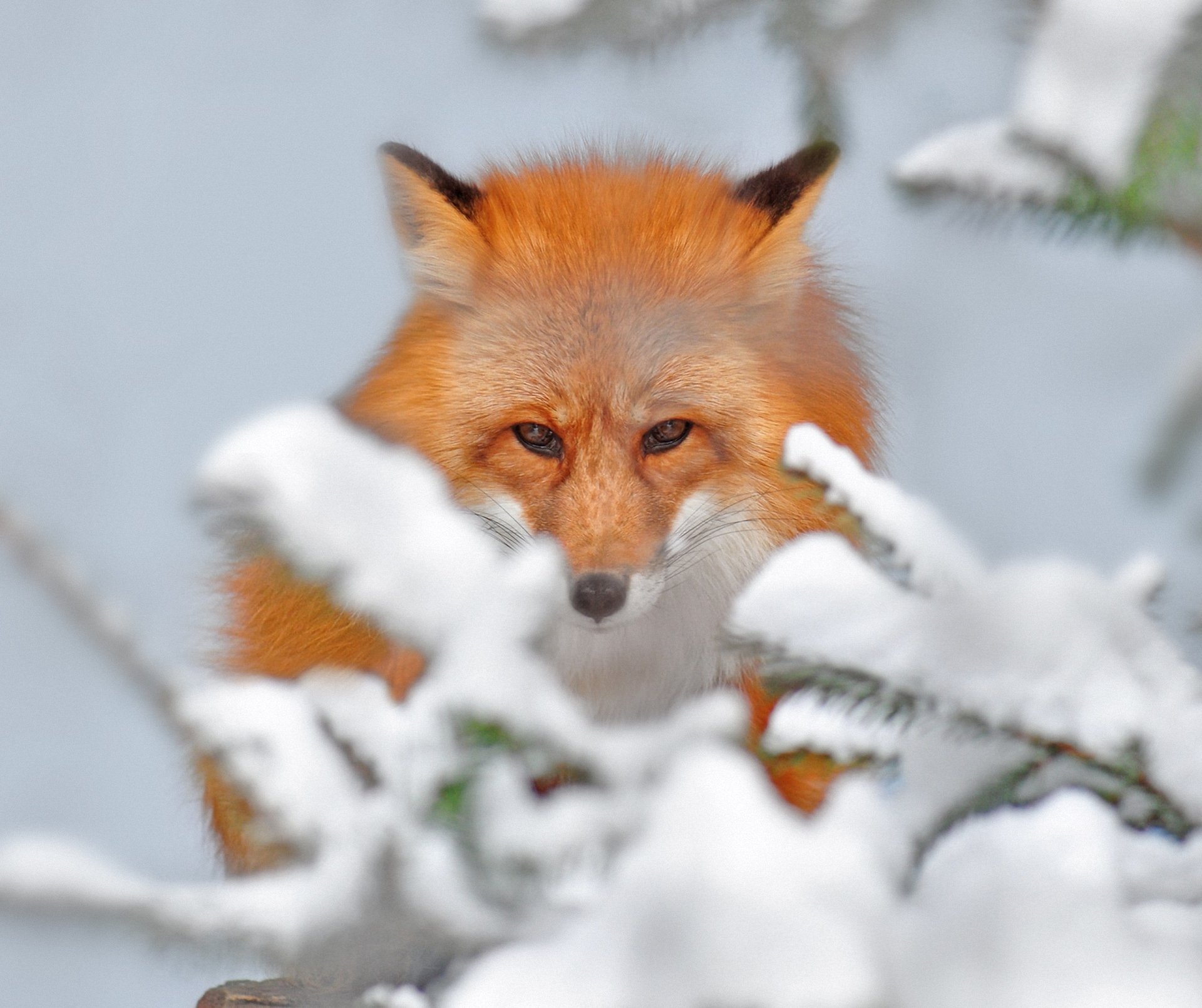 nature snow fox beauty branche