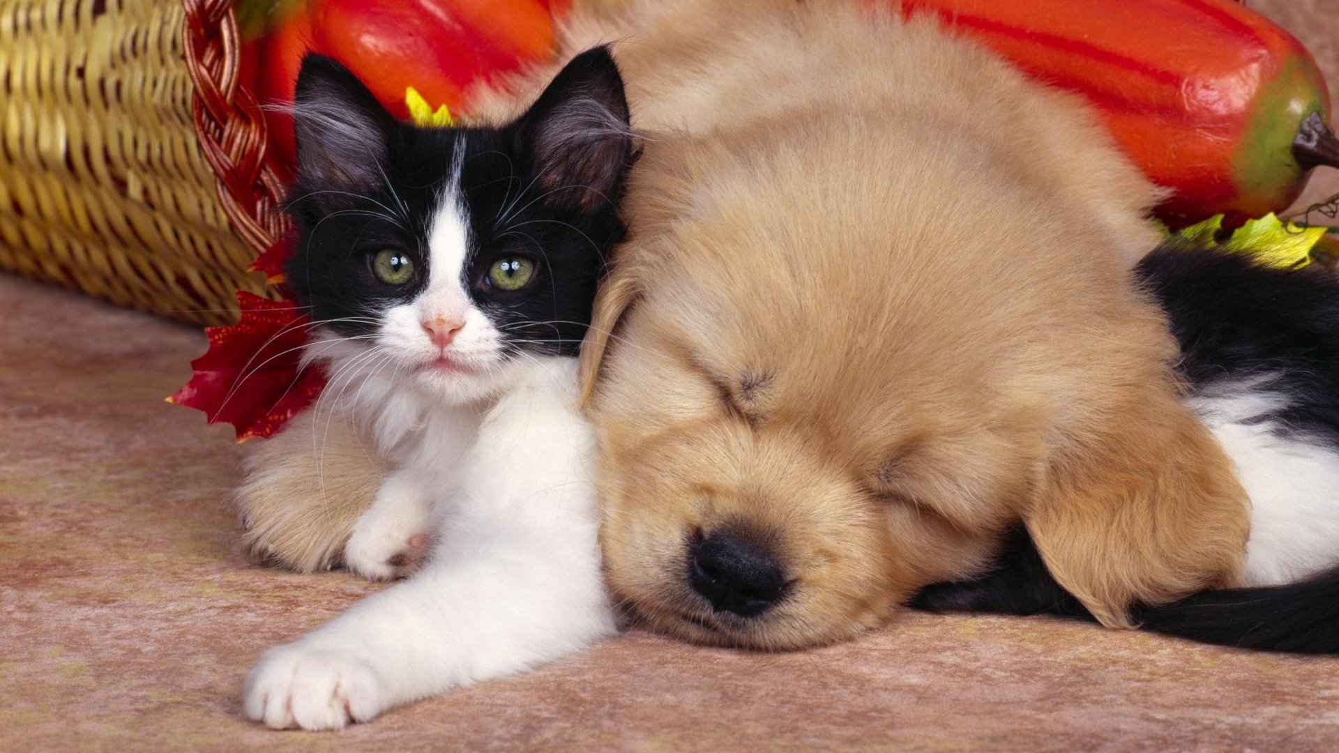 kitten puppy friends sleeping