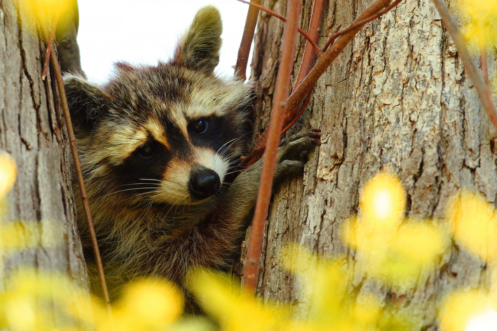 tree branches muzzle raccoon portrait