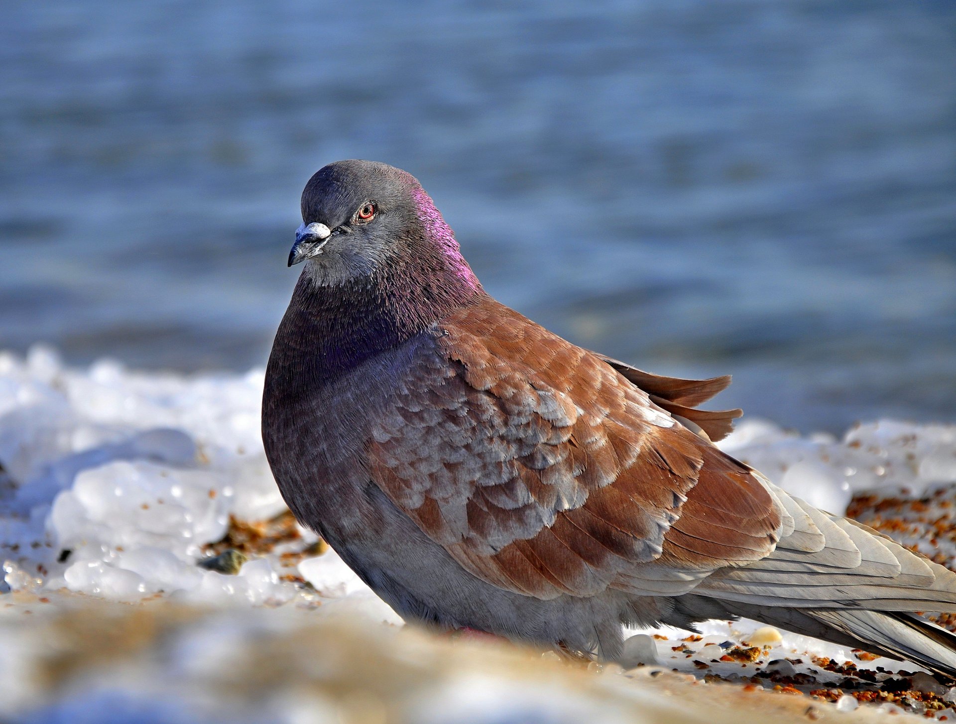 oiseau pigeon