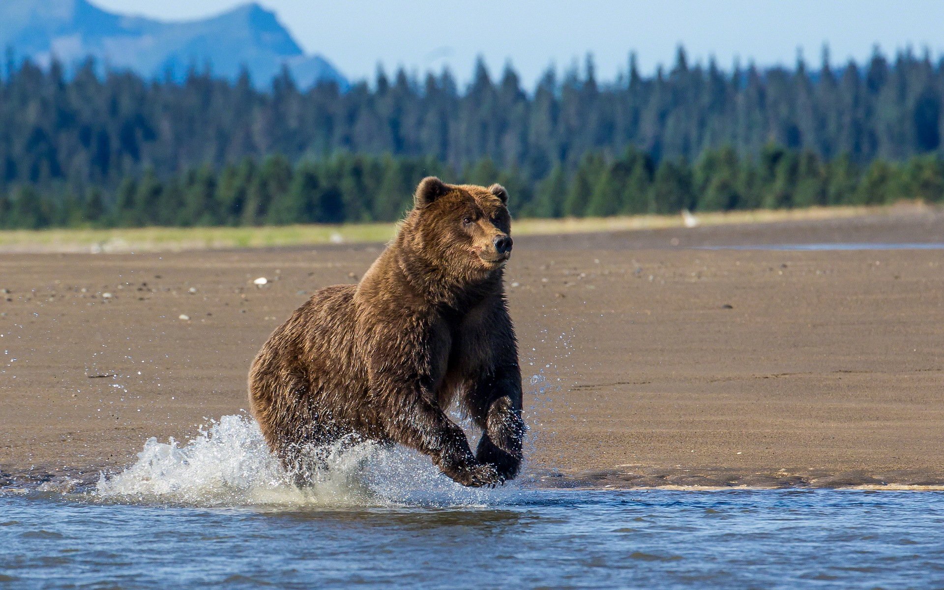 orso natura fiume