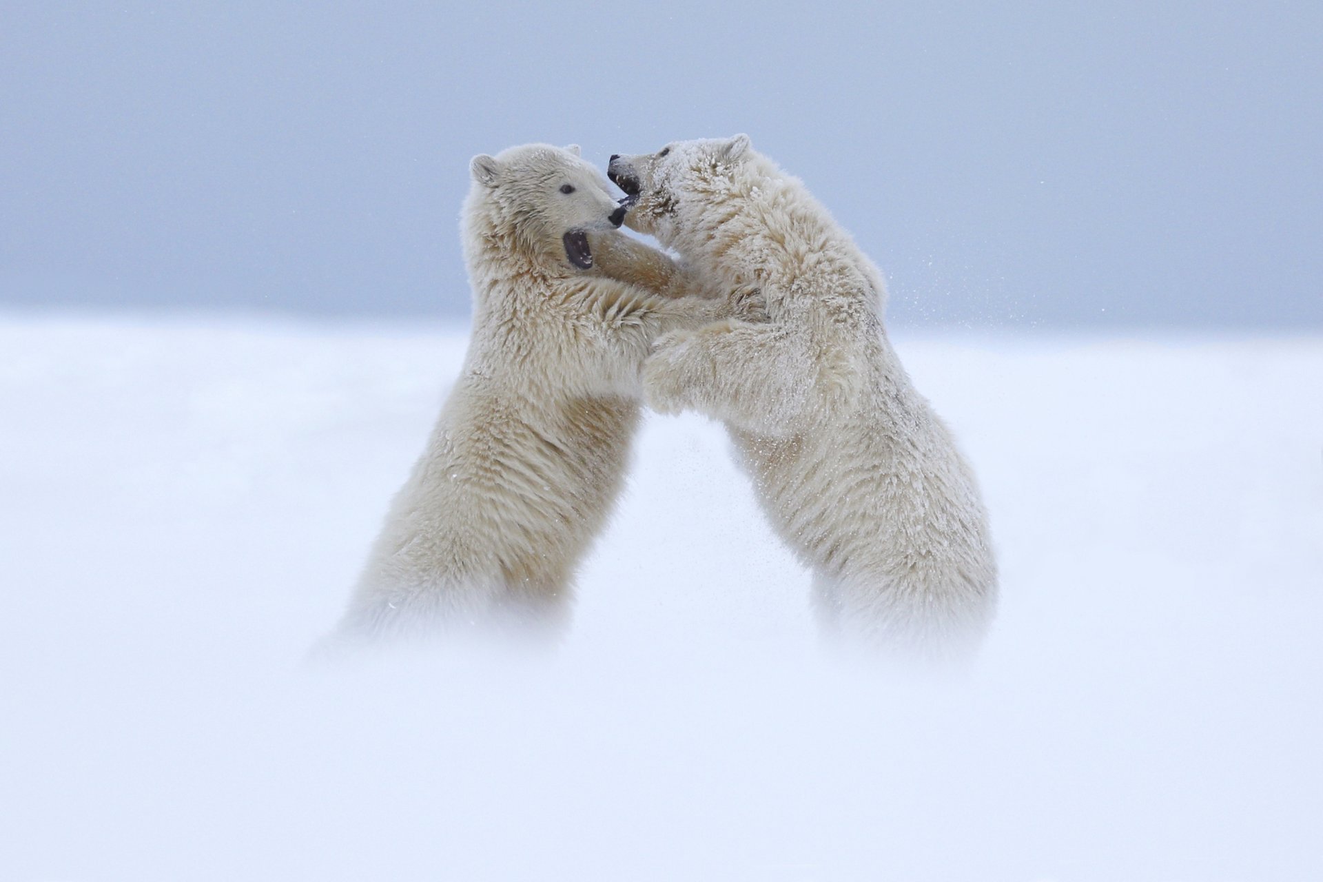 osos polar blanco dos pelea