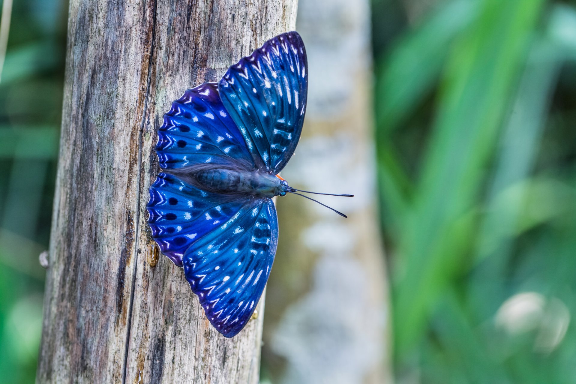 farfalla blu legno macro natura