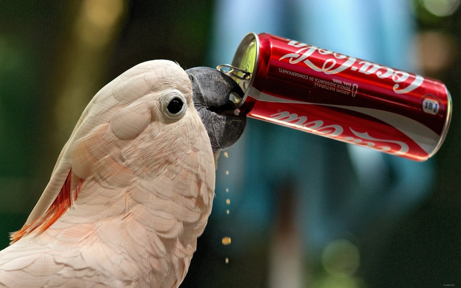 cacatoès perroquet coca-cola soif pot