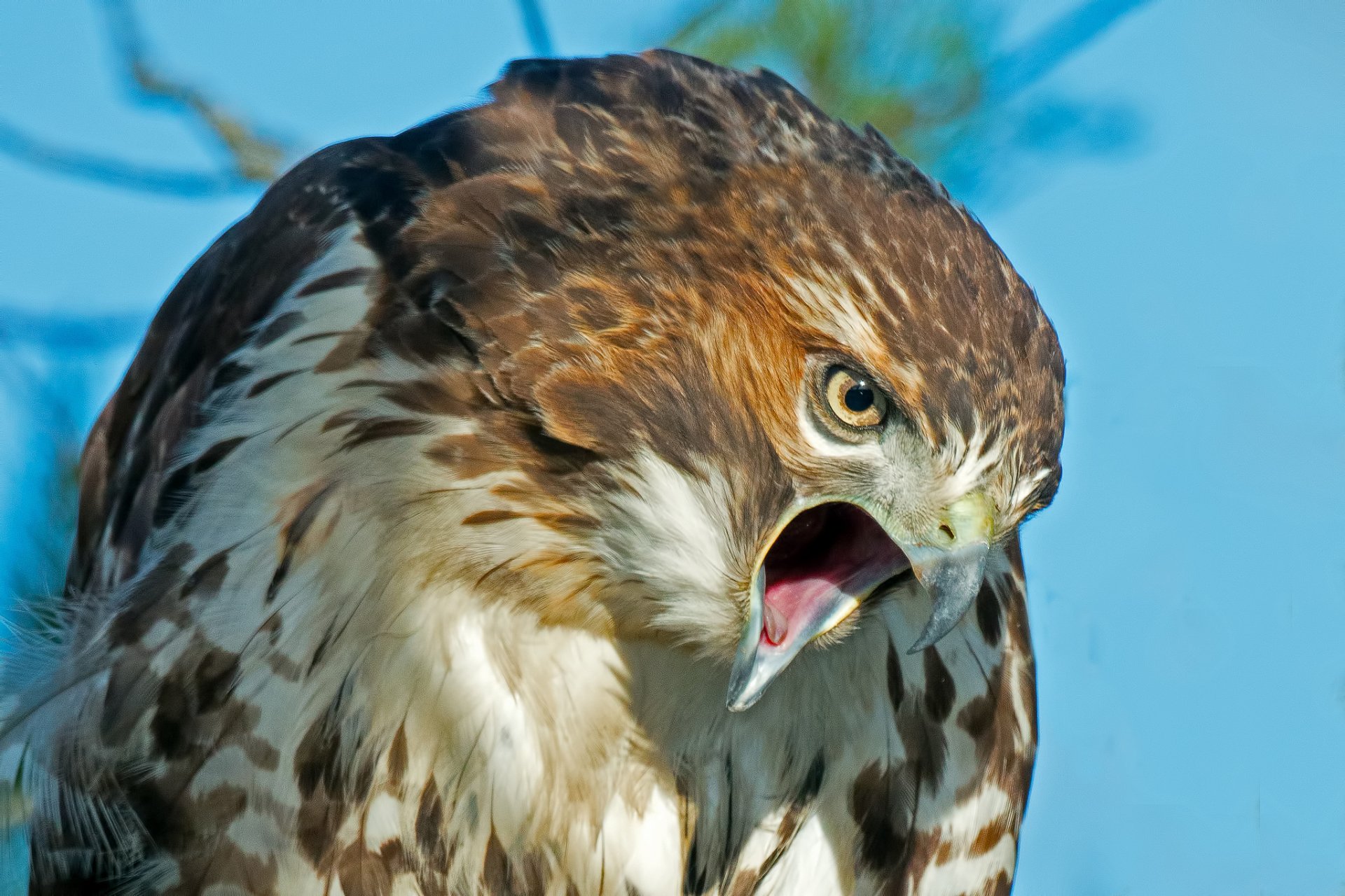 uccello predatore falco becco sguardo piume