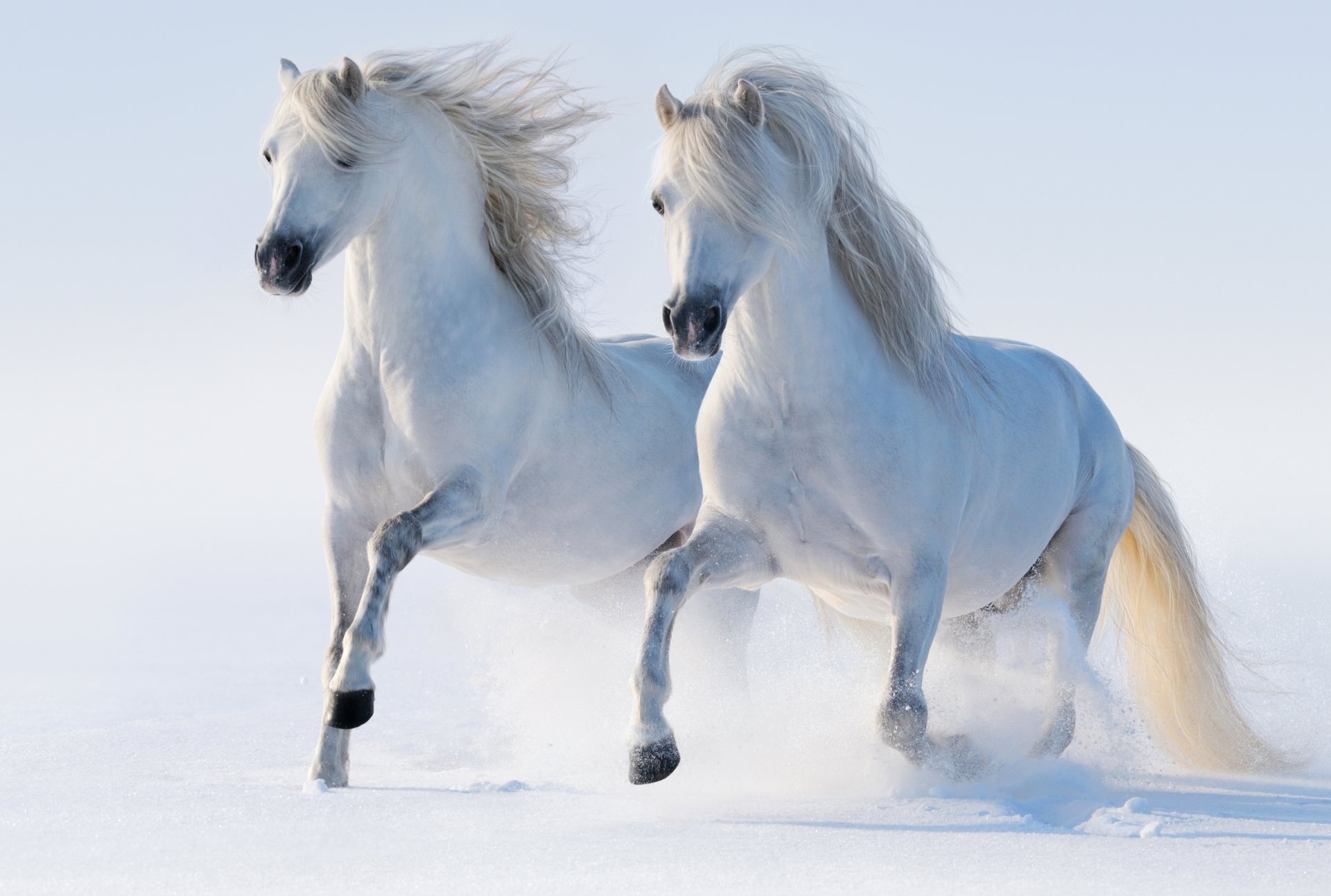 horse winter snow horses running allure the pair