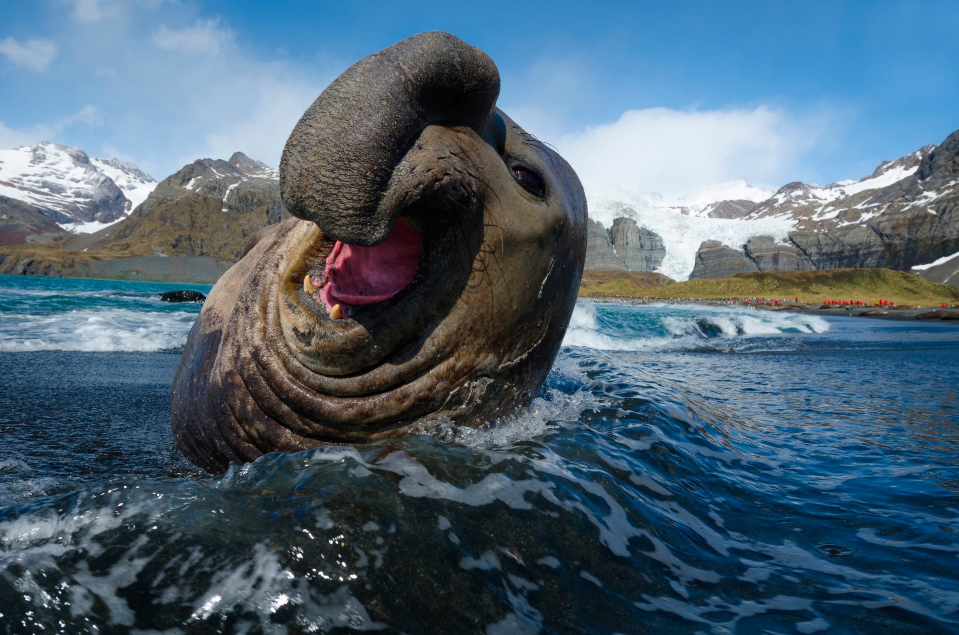 elefante marino del sud foca mirounga leonina linneo